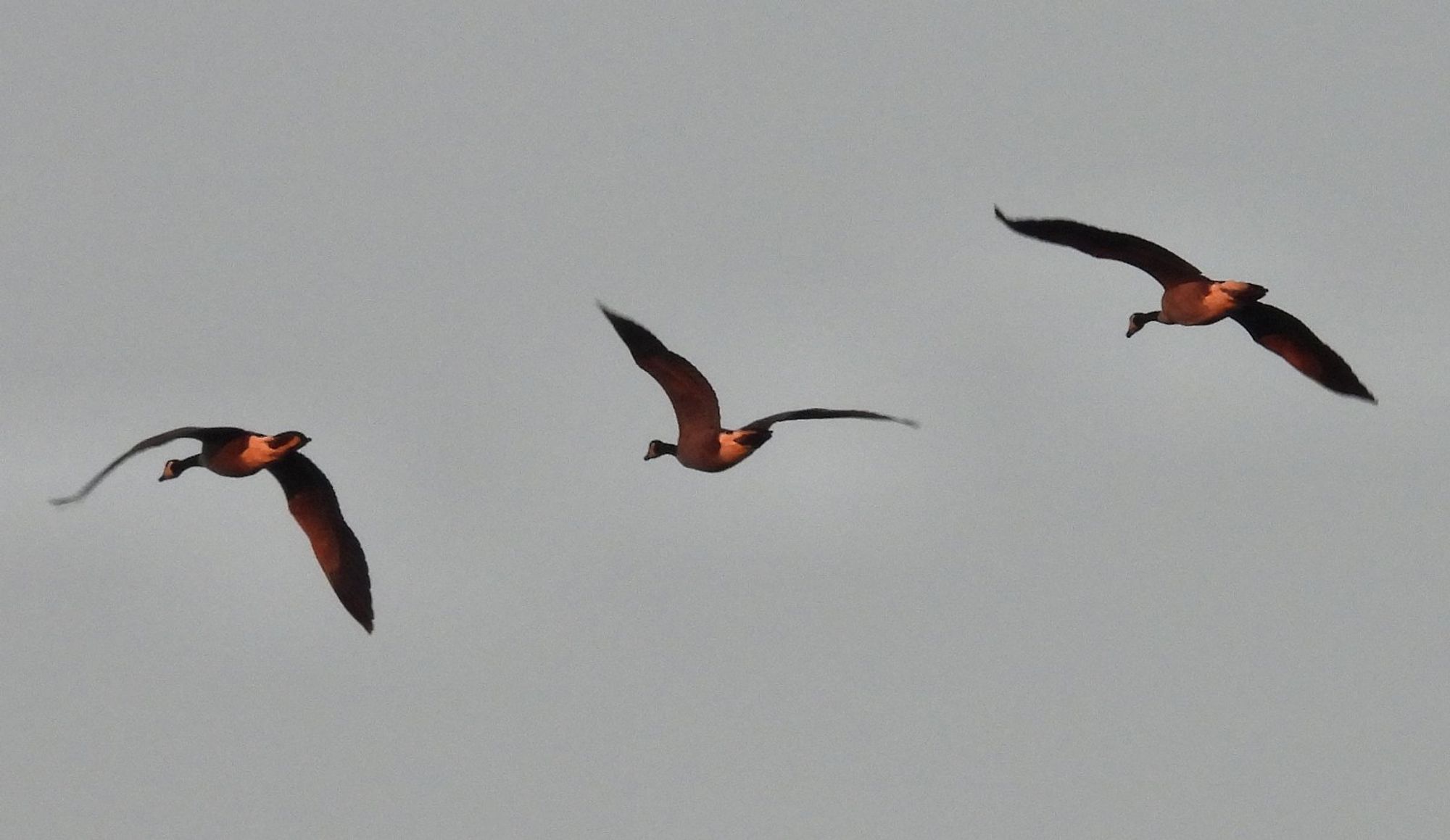 Three Canada geese flying over appear orange in the bright light of sunset.