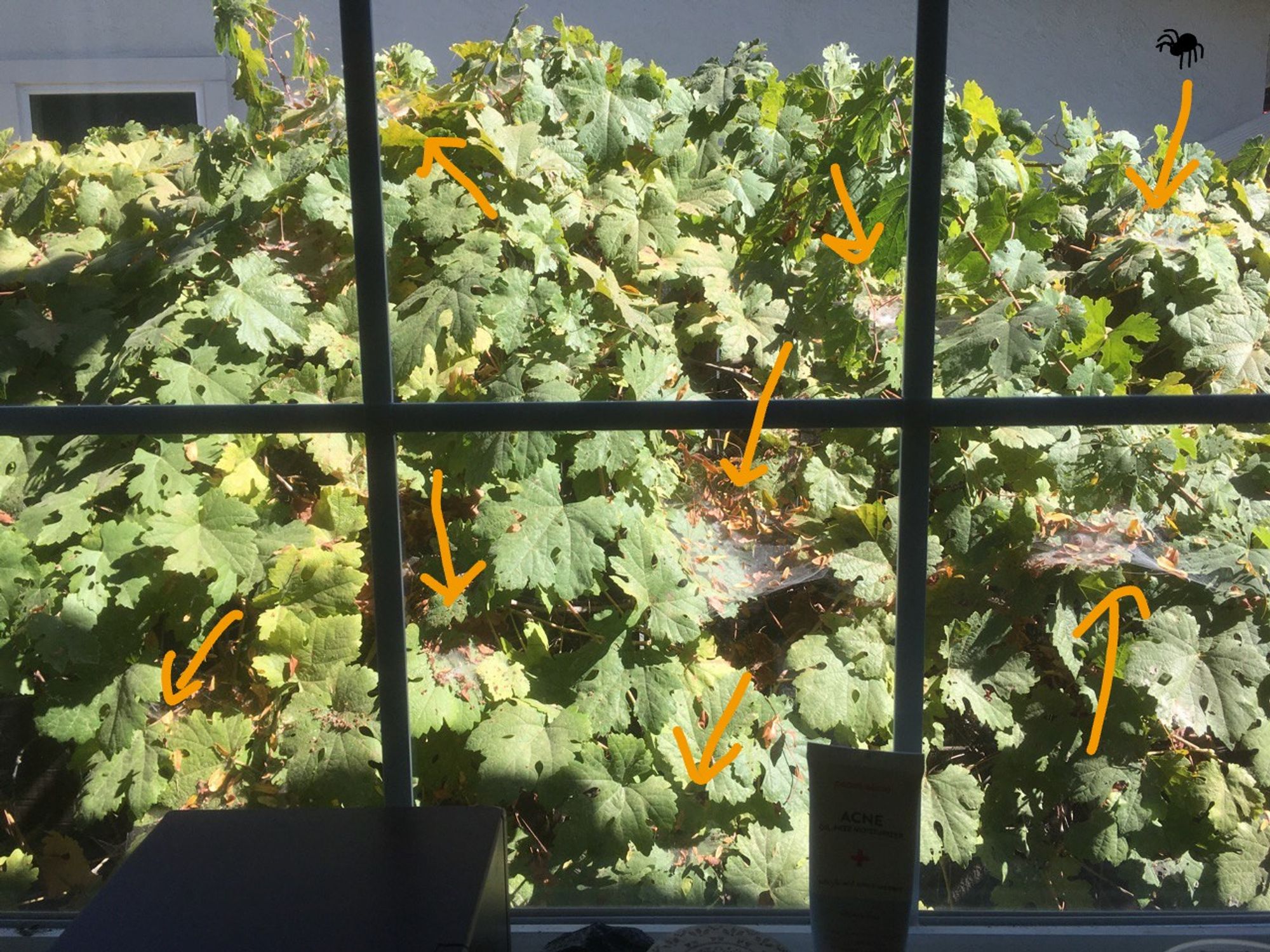 Grapevines outside a paned window. Spiderwebs are marked with yellow arrows. One of them has a drawing of a spider next to the arrow, but you can't see a spider in the image; either I missed it or it's just too little to see.