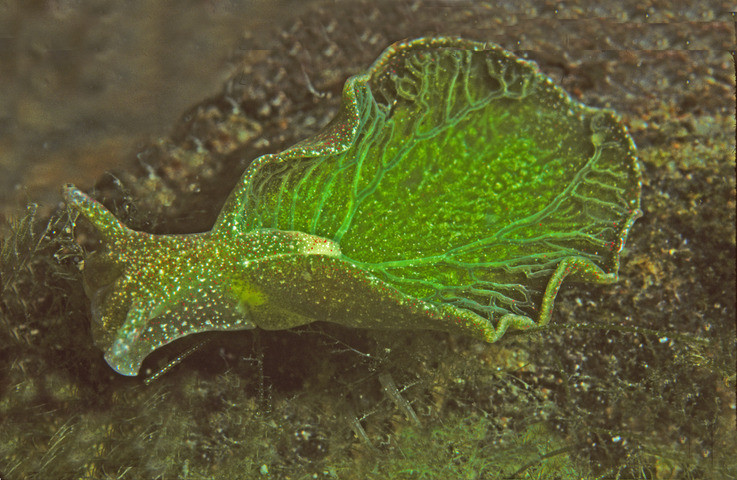 photosynthetic sea slug Elysia chlorotica (the one that looks like a leaf); photo from animaldiversity.org