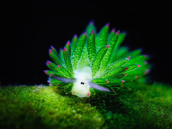 photosynthetic sea slug Costashiella kuroshimae (the one that looks like a little green sheep); photo by Lynn Wu via Neutral Density Photography Awards