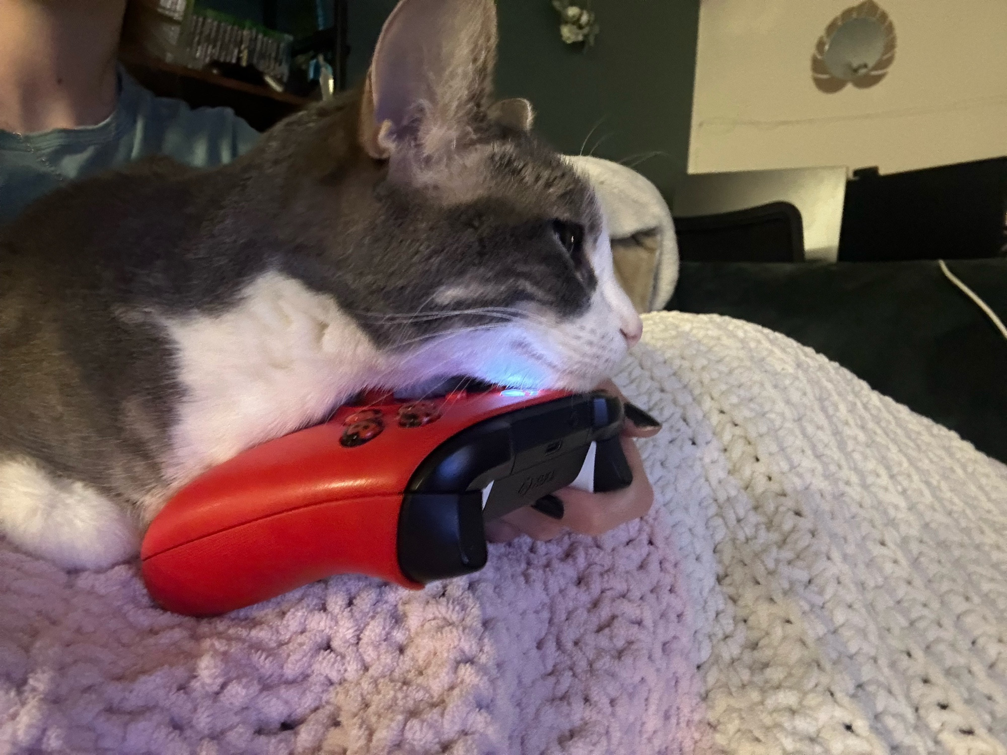 Cosmo the cat laying her chin on a red Xbox controller in an annoying way 