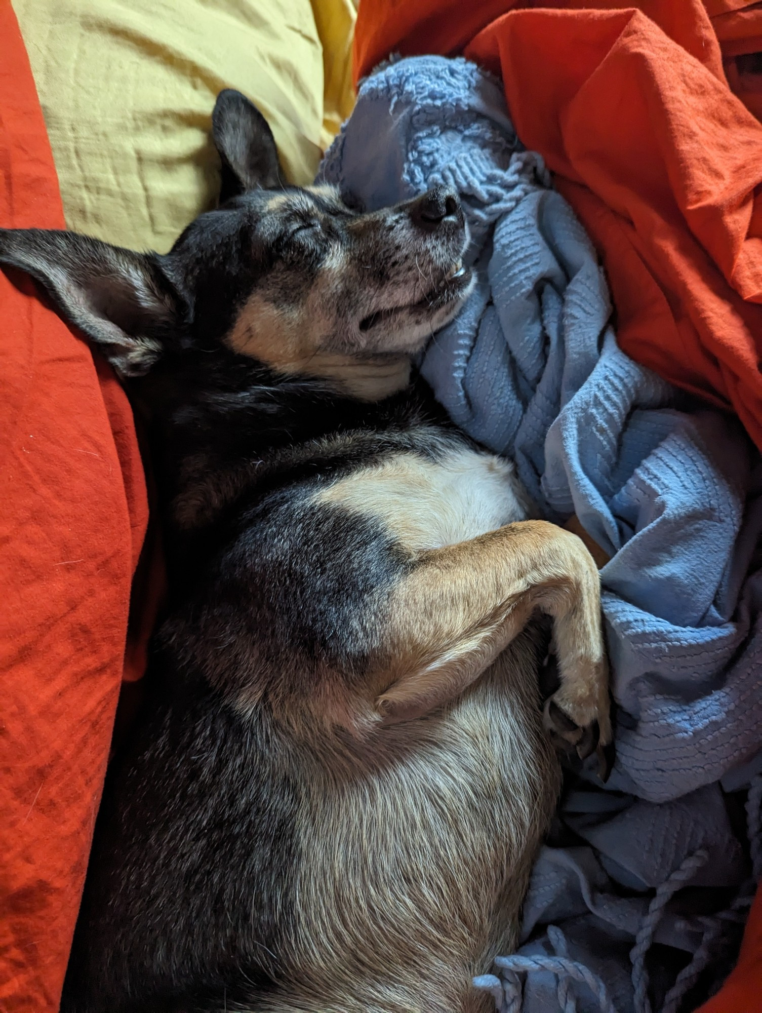 A black and tan chihuahua nestled in bright orange sheets and a blue bedspread smiling with his eyes closed, looking blissful.