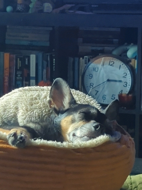 An adorable black and tan chihuahua nestled in his bed, nose a-twitch