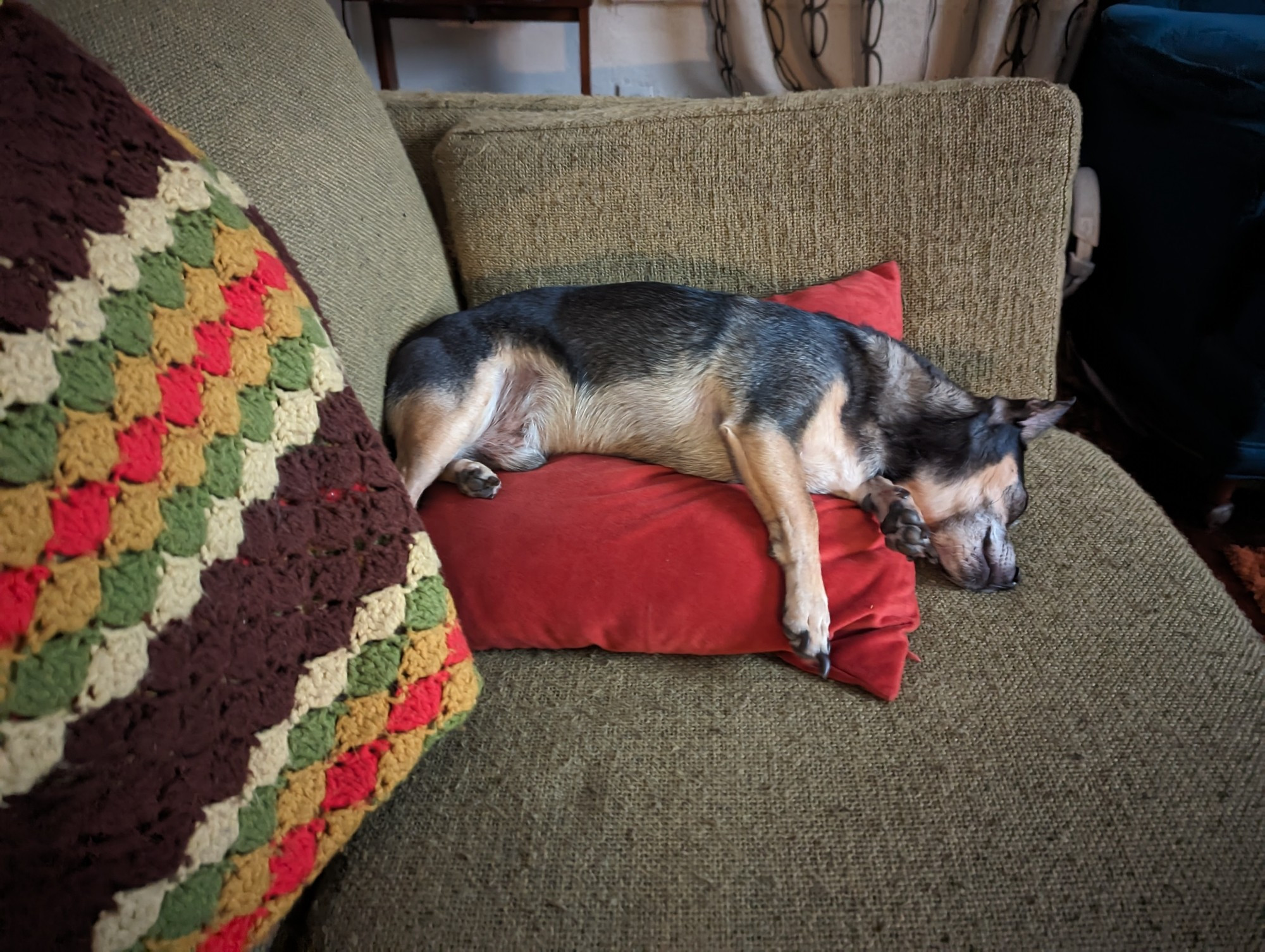 Black and tan chihuahua lying on a rust colored throw pillow resting his head on the light green couch.