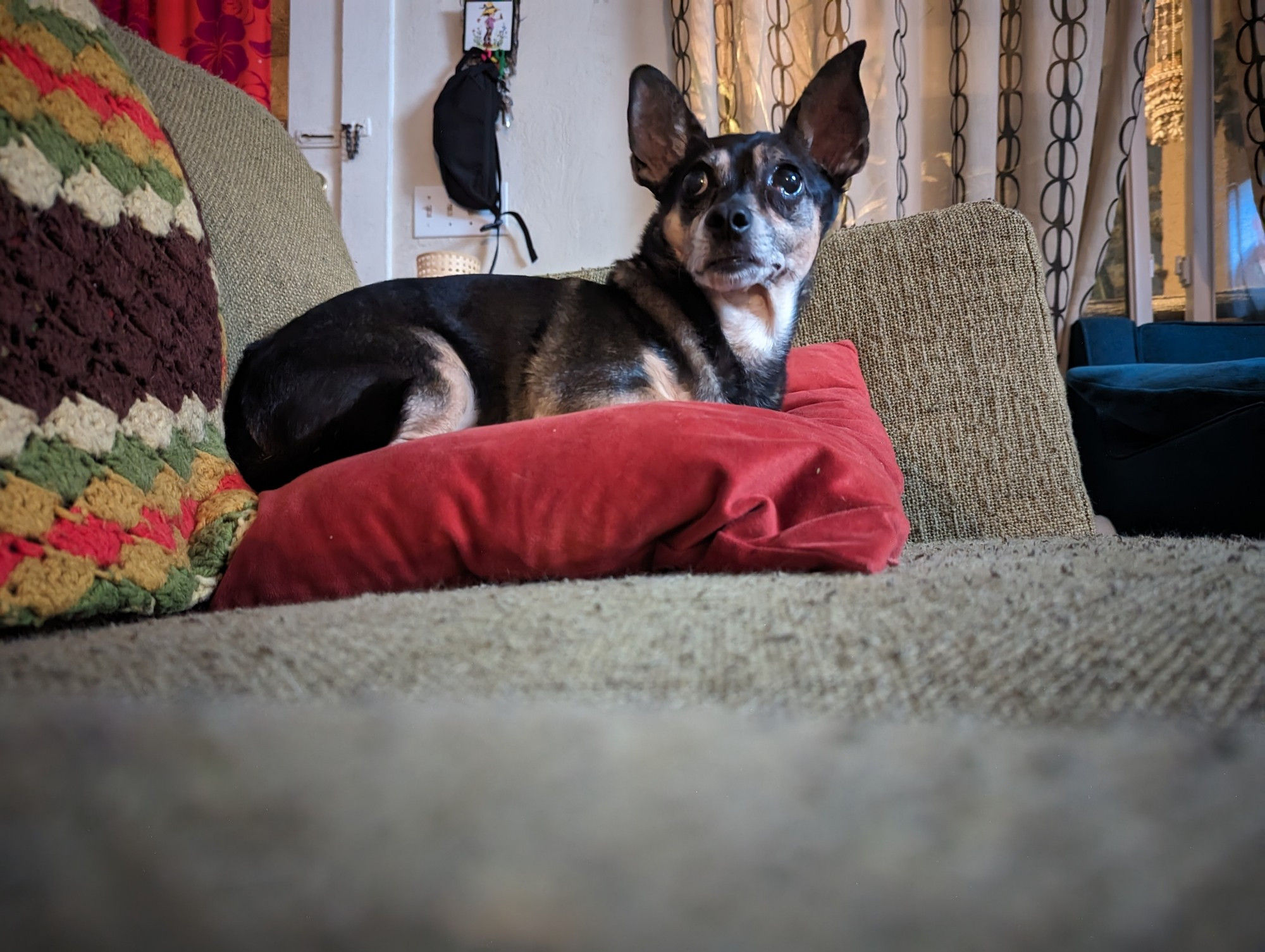 Black and tan chihuahua looking up attentively on a rust colored throw pillow on a light green couch.