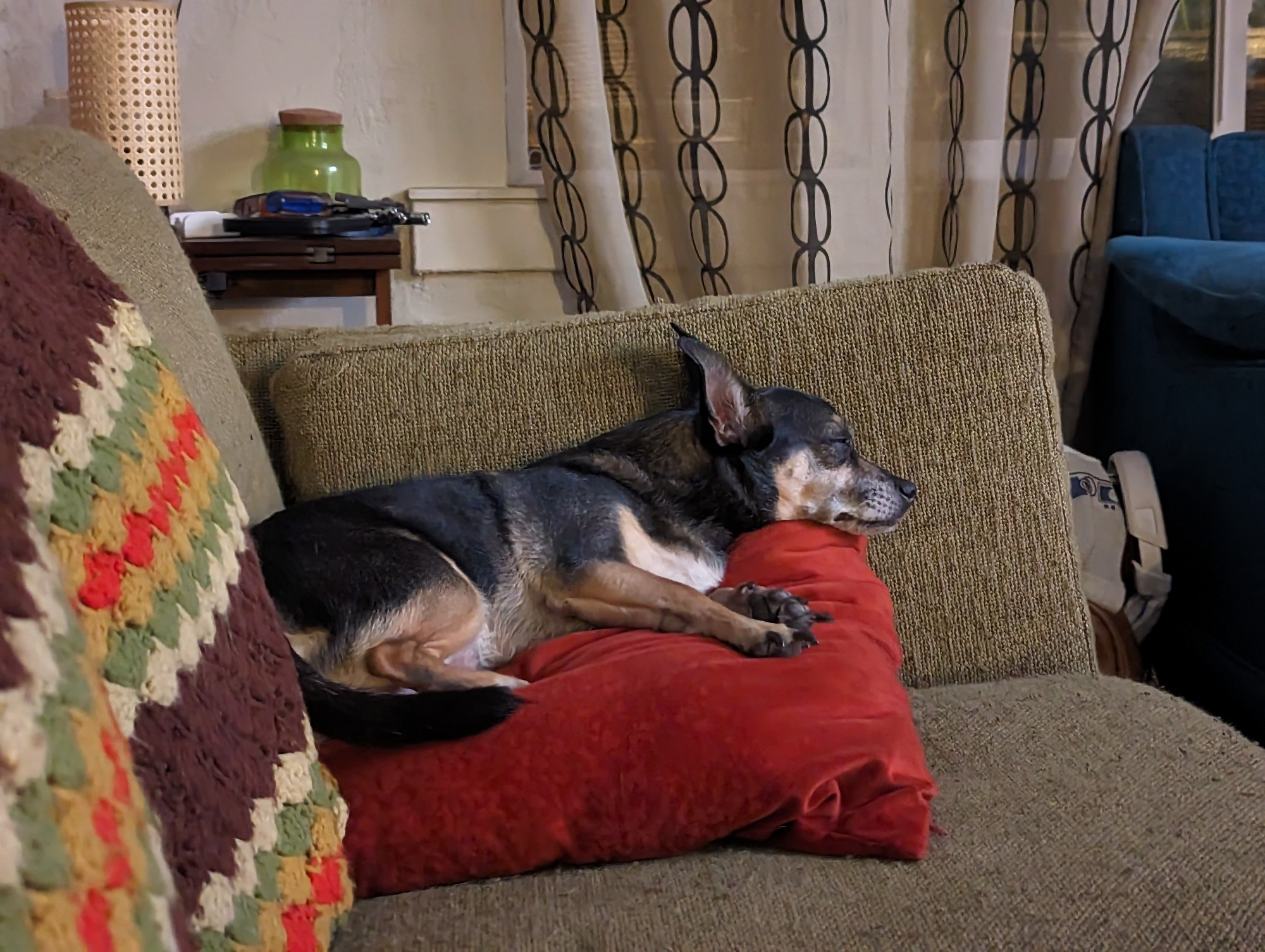 Black and tan chihuahua looking dozing on a rust colored throw pillow on a light green couch.