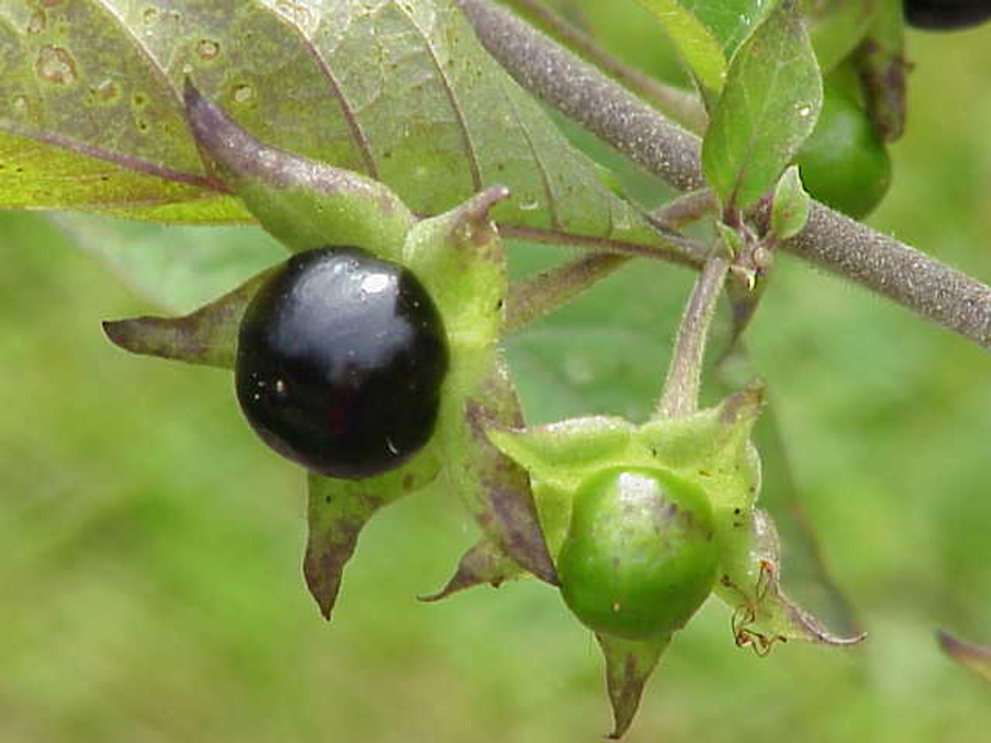 Beeren der Tollkirsche