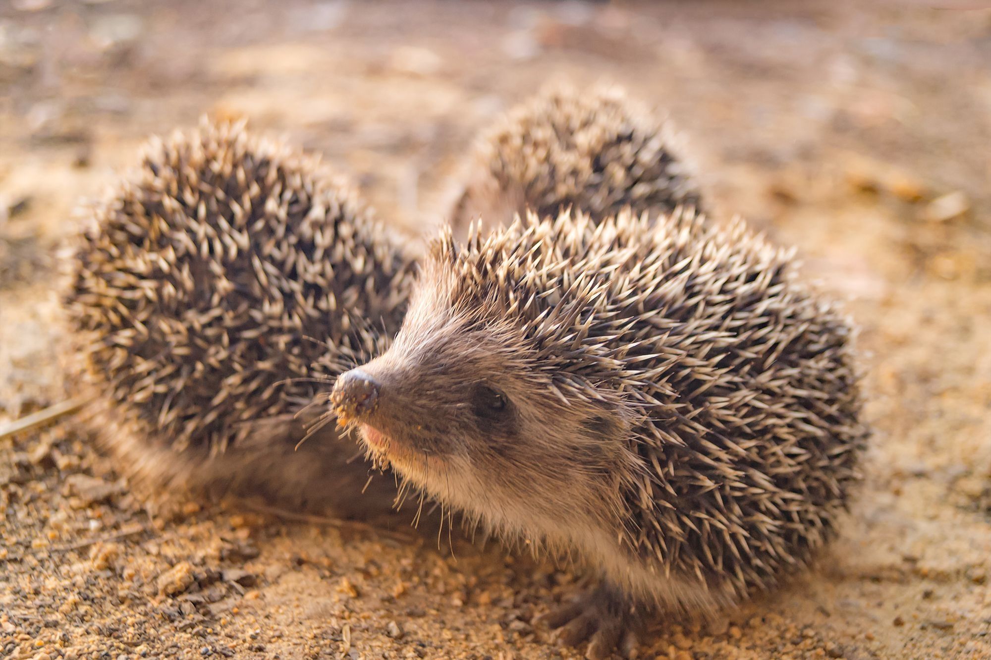 undeniable hoglets (baby hedgehogs)