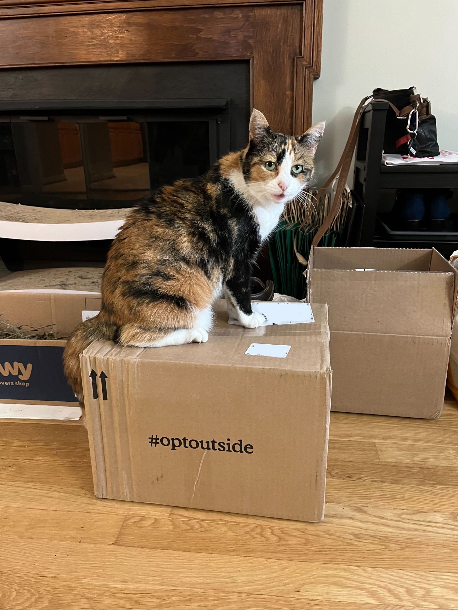 meowing cat sits on top of an REI box with the label #optOutside