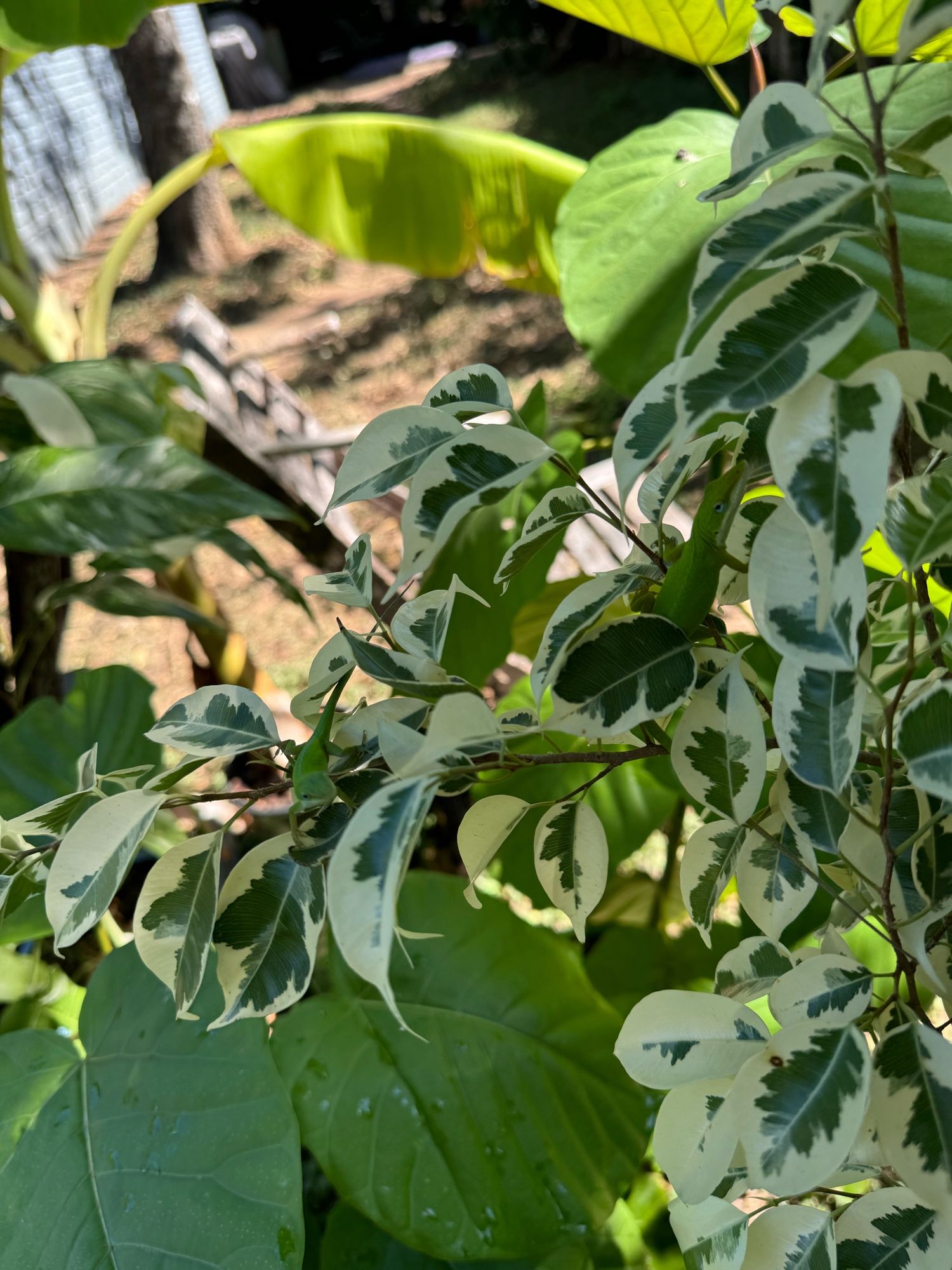 A close up of my ficus benjamina variegata with two anoles hanging out