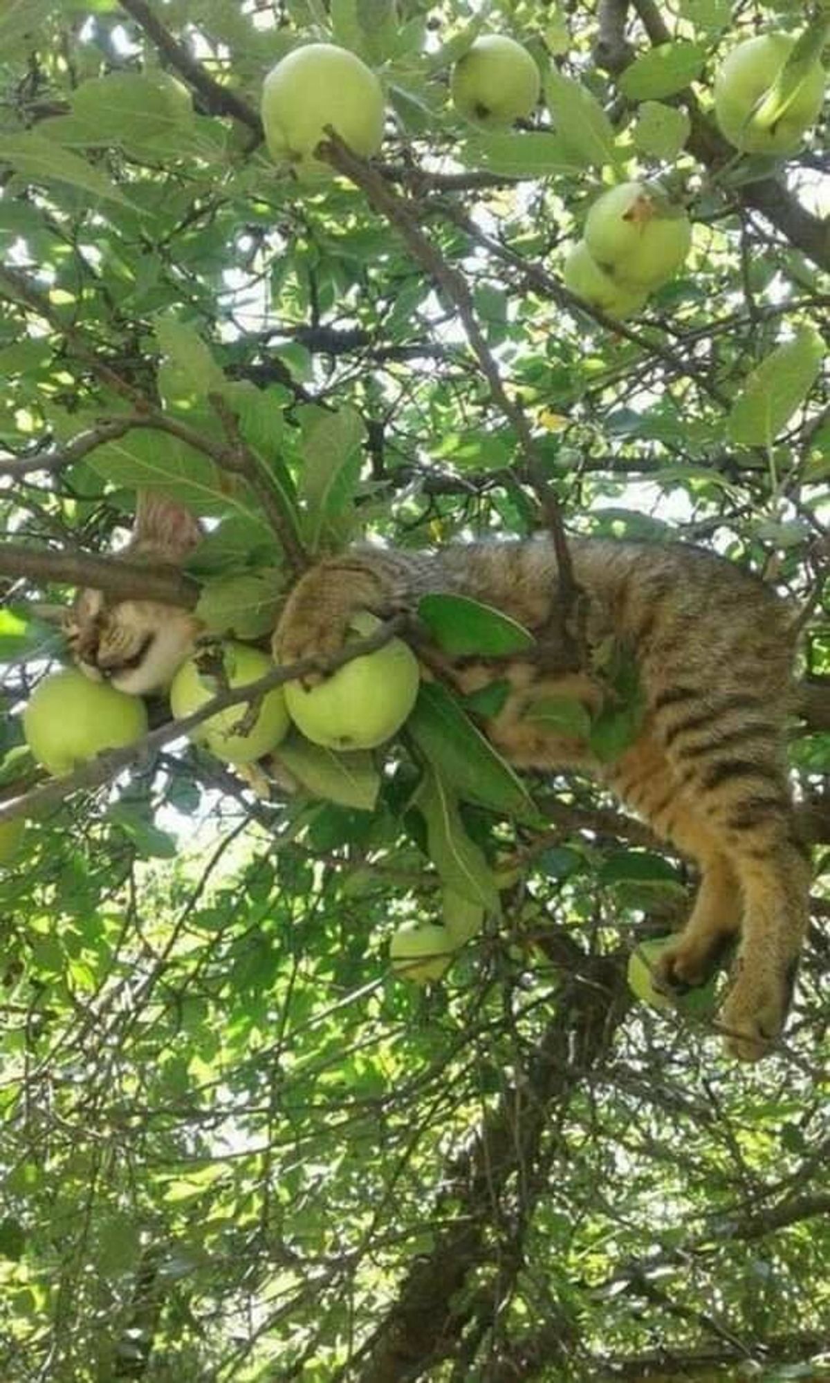 The cat is sleeping in the tree