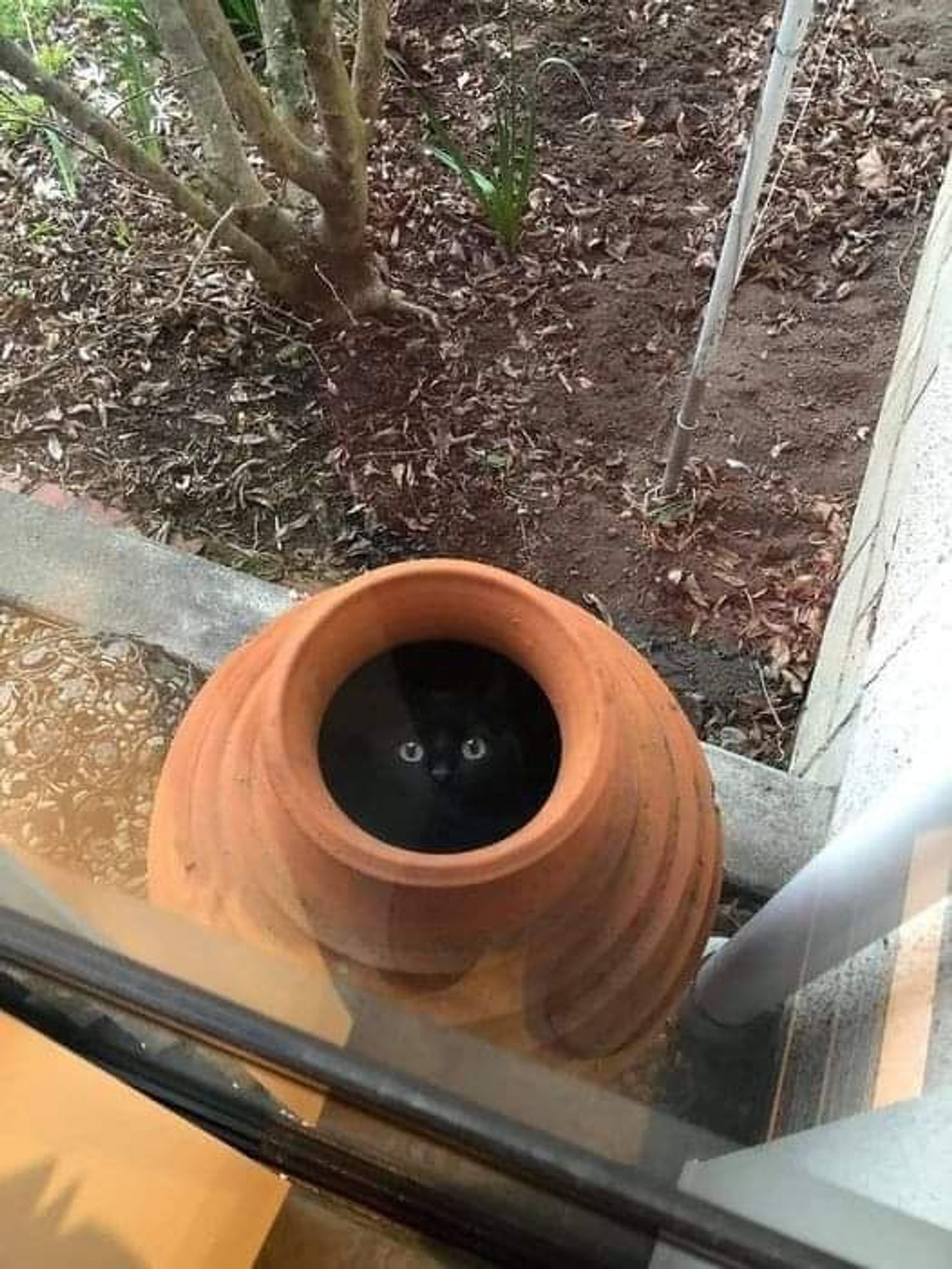 The black cat is hiding in the pot
When planning your fall garden...Rule one. Always check your pots before you add soil.....