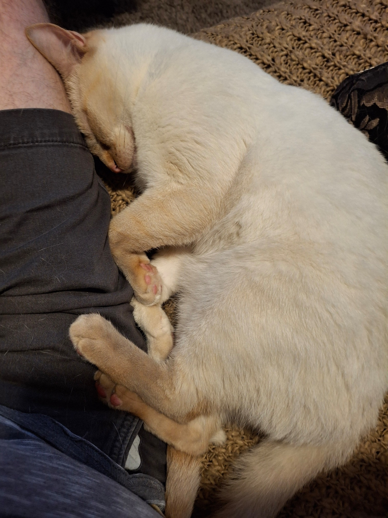 Cat sleeping against owner 