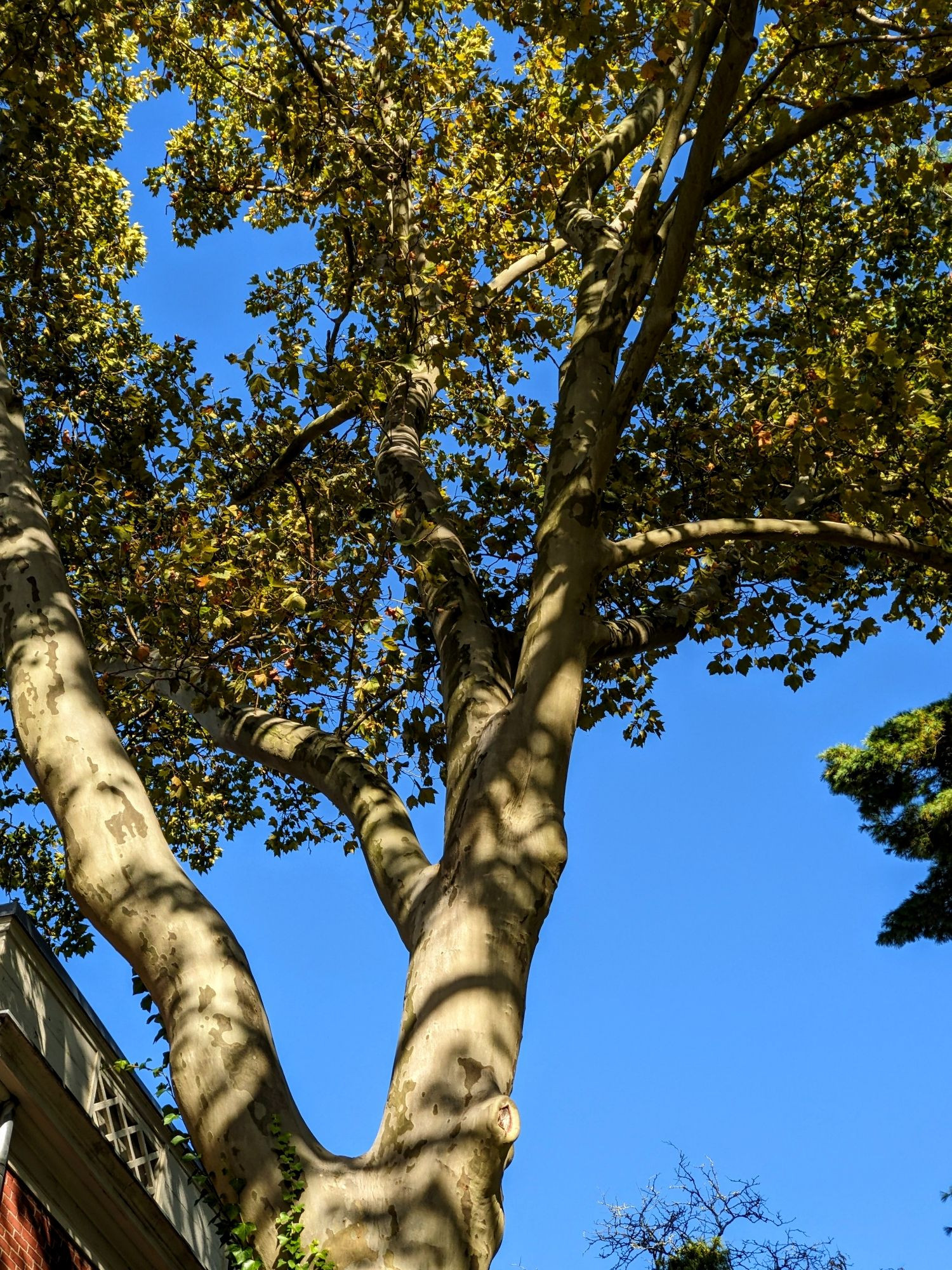 Blue sky through the tree