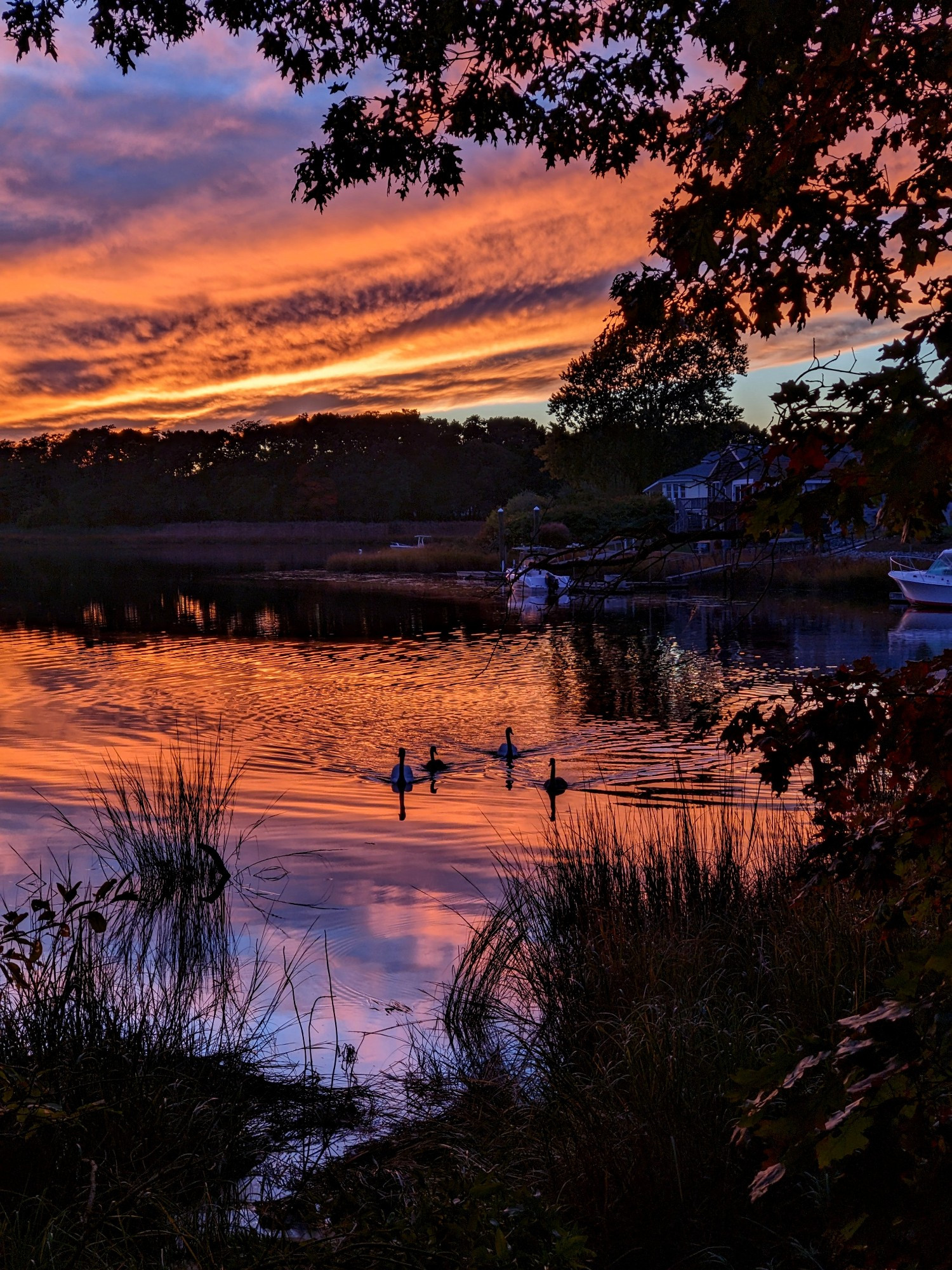 Colorful sky with a family of swans on the water coming to check things out. 