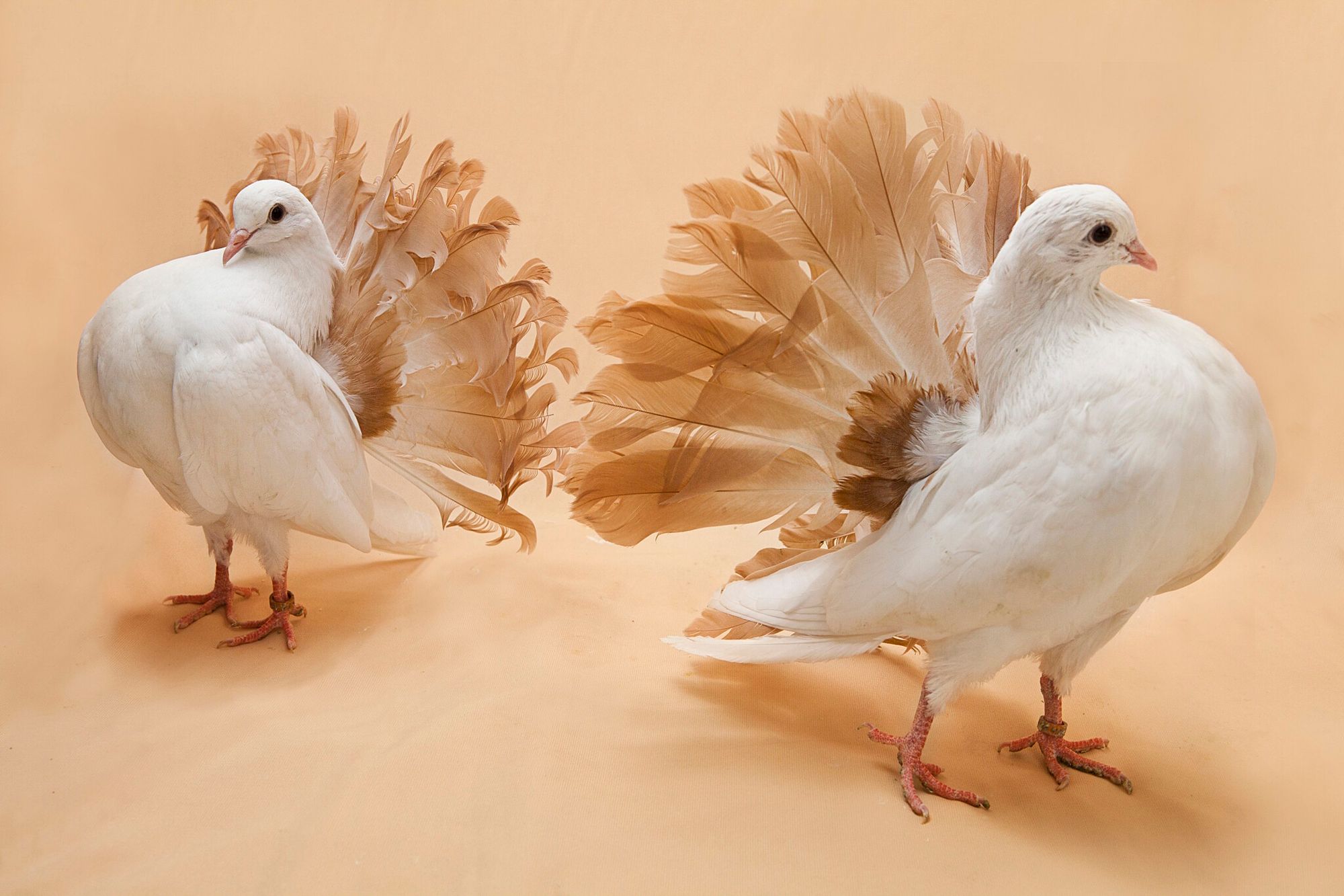 dois pombos fantails ou rabo-de-leque, foto por david degner