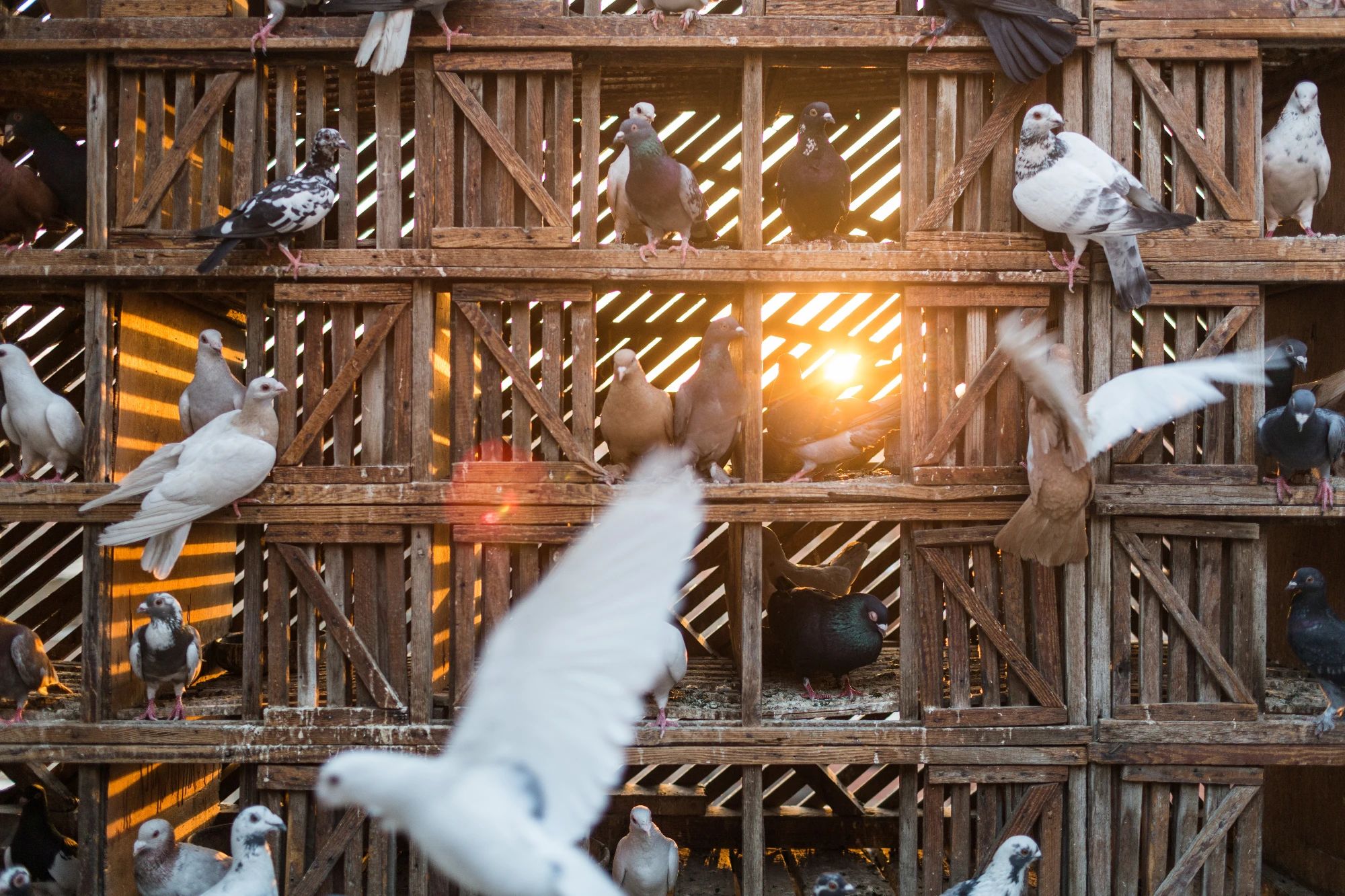 foto de um local de criação de pombos domésticos. foto por david degner