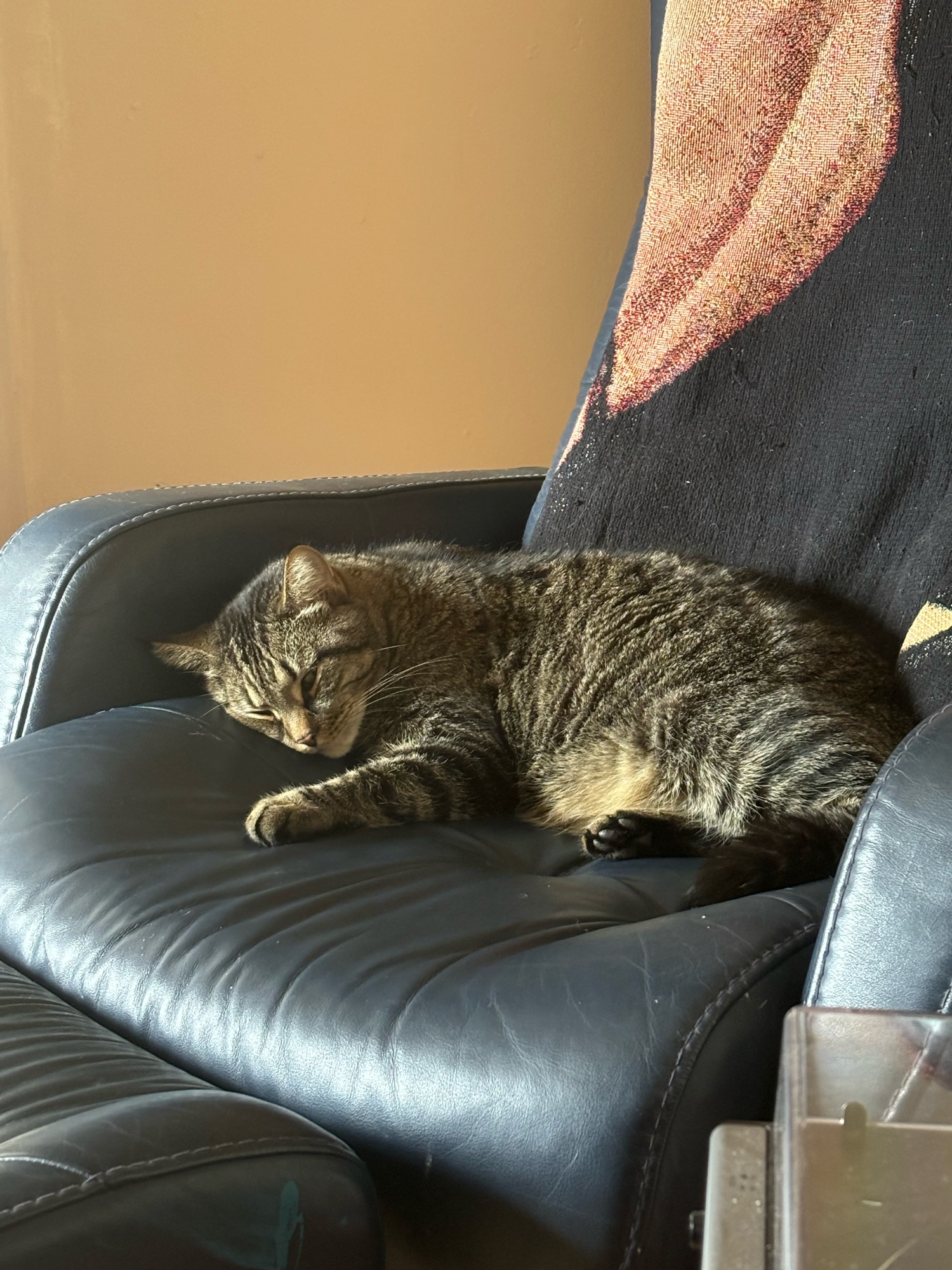 A brown tabby cat rests on a blue recliner 