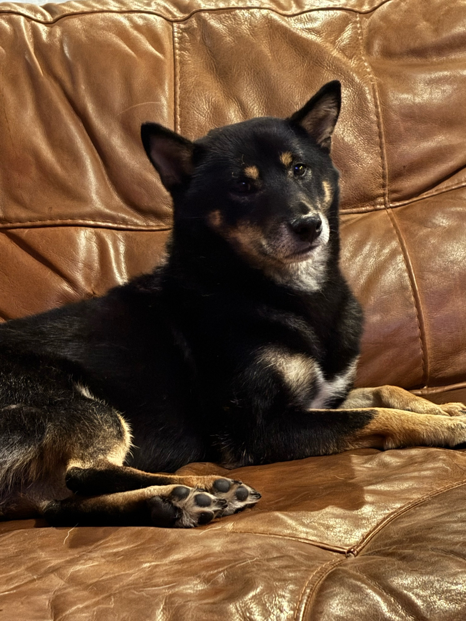 A black and tan Shiba Inu reclines on a leather sofa 