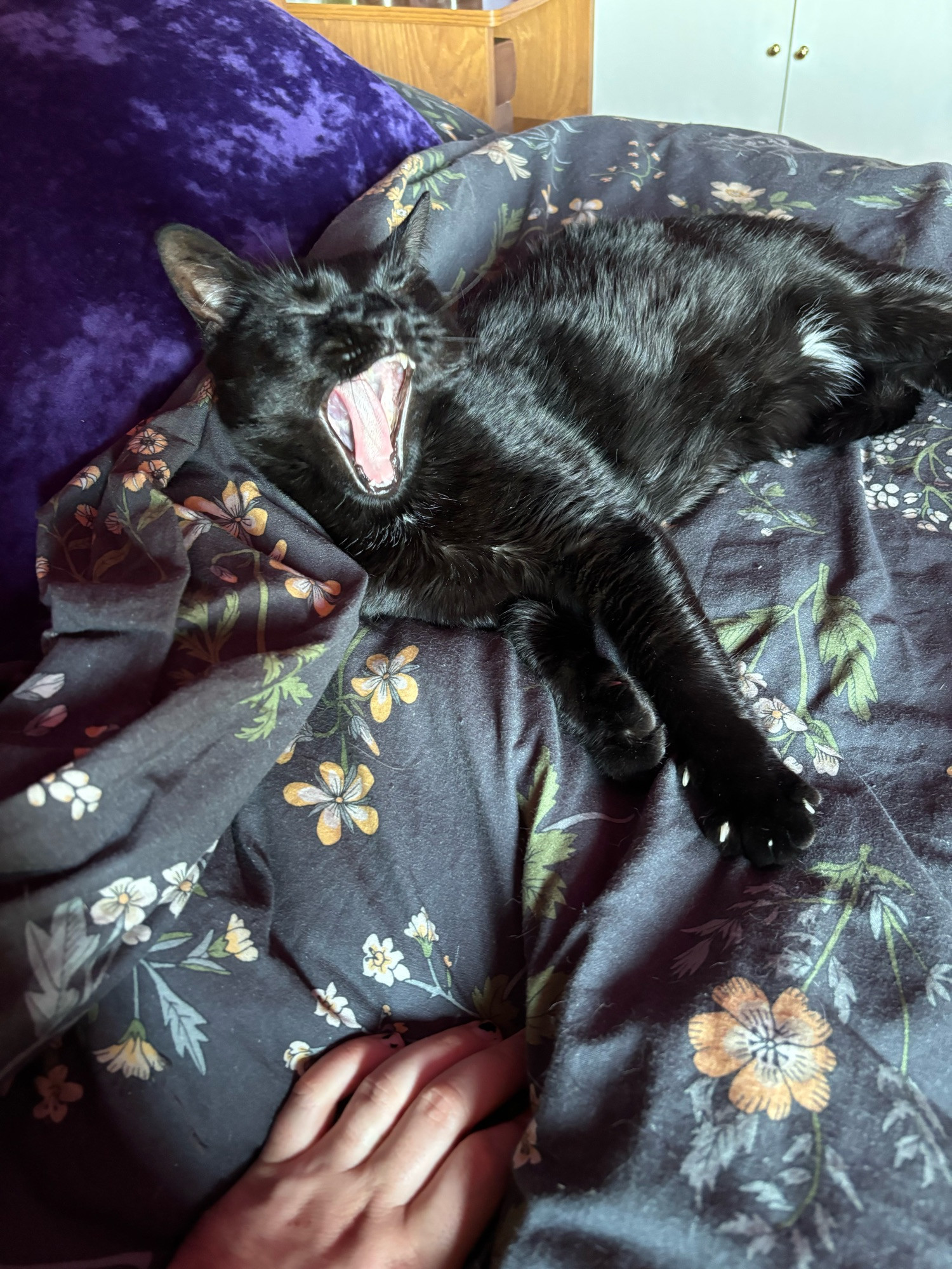 A small black cat yawns on a dark floral bedspread 