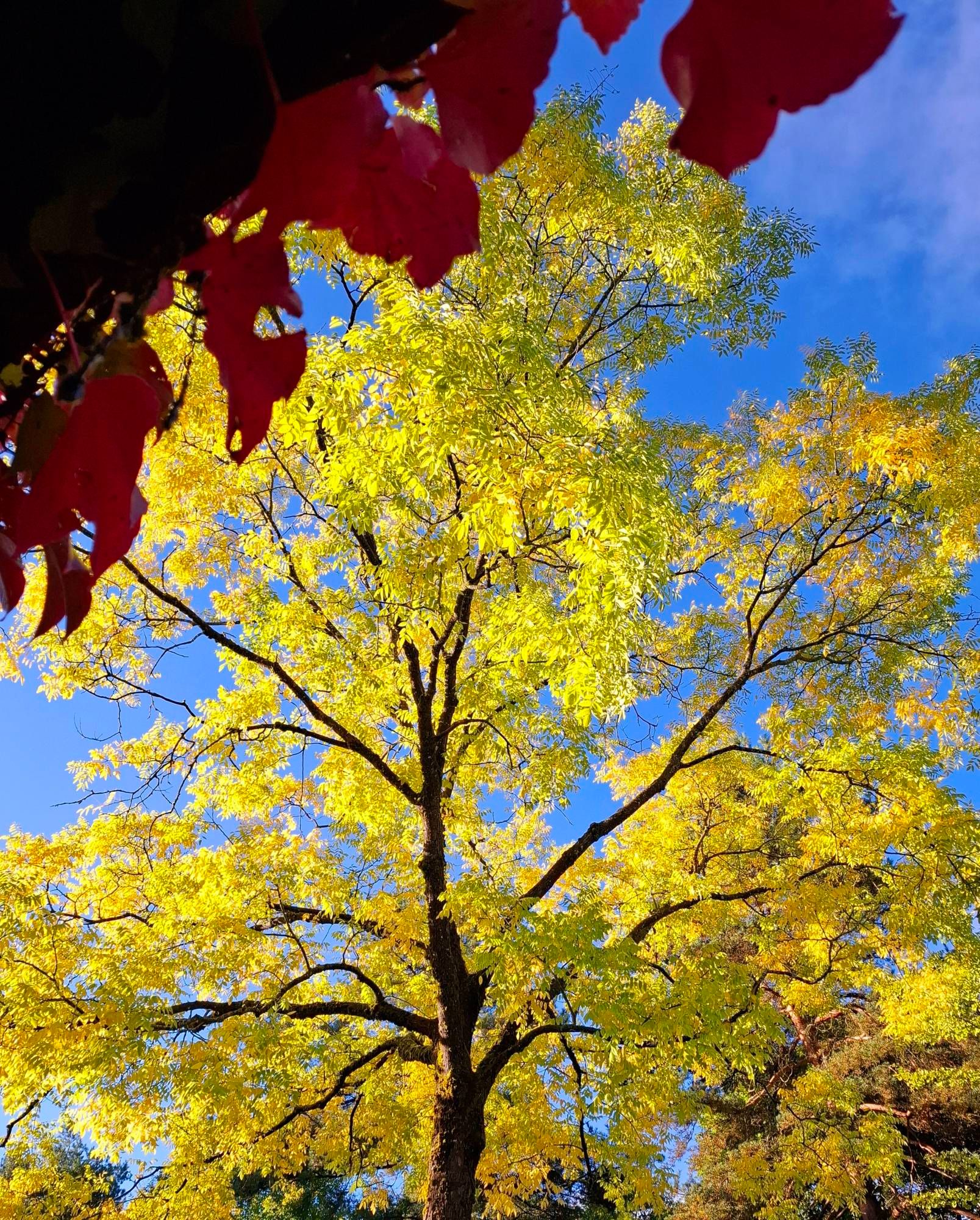 Foto von einem herbstlichen Baum mit gelb gefärbten Blättern vor blauem Himmel. Links oben im Vordergrund hats ein paar rot gefärbte Blätter.