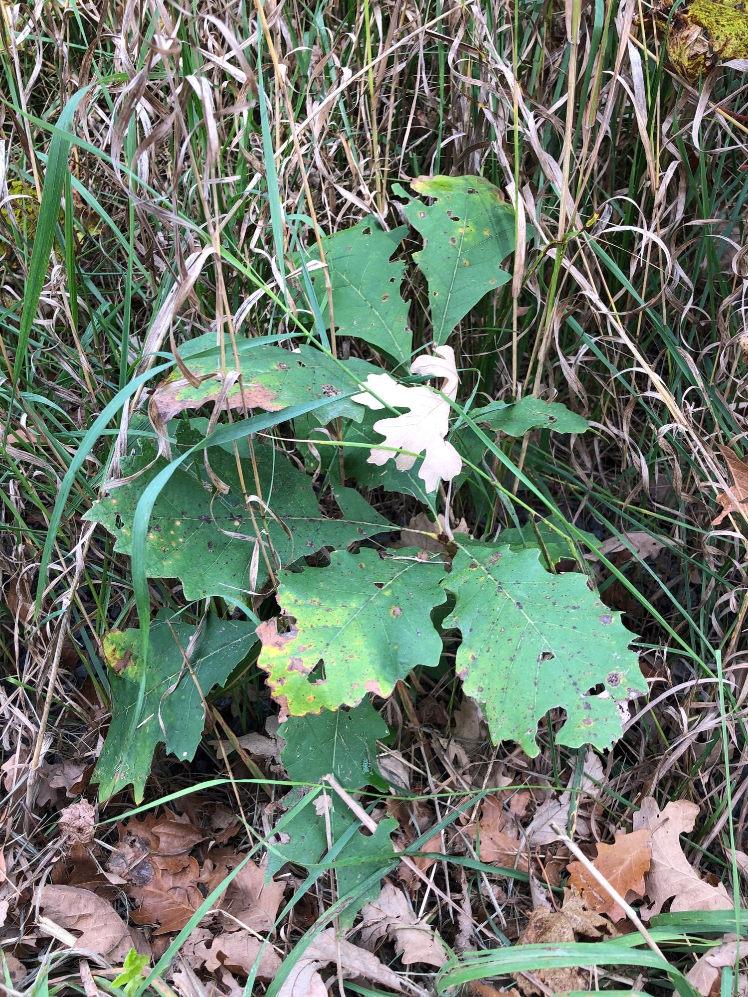 Oak tree sapling at the edge of the road