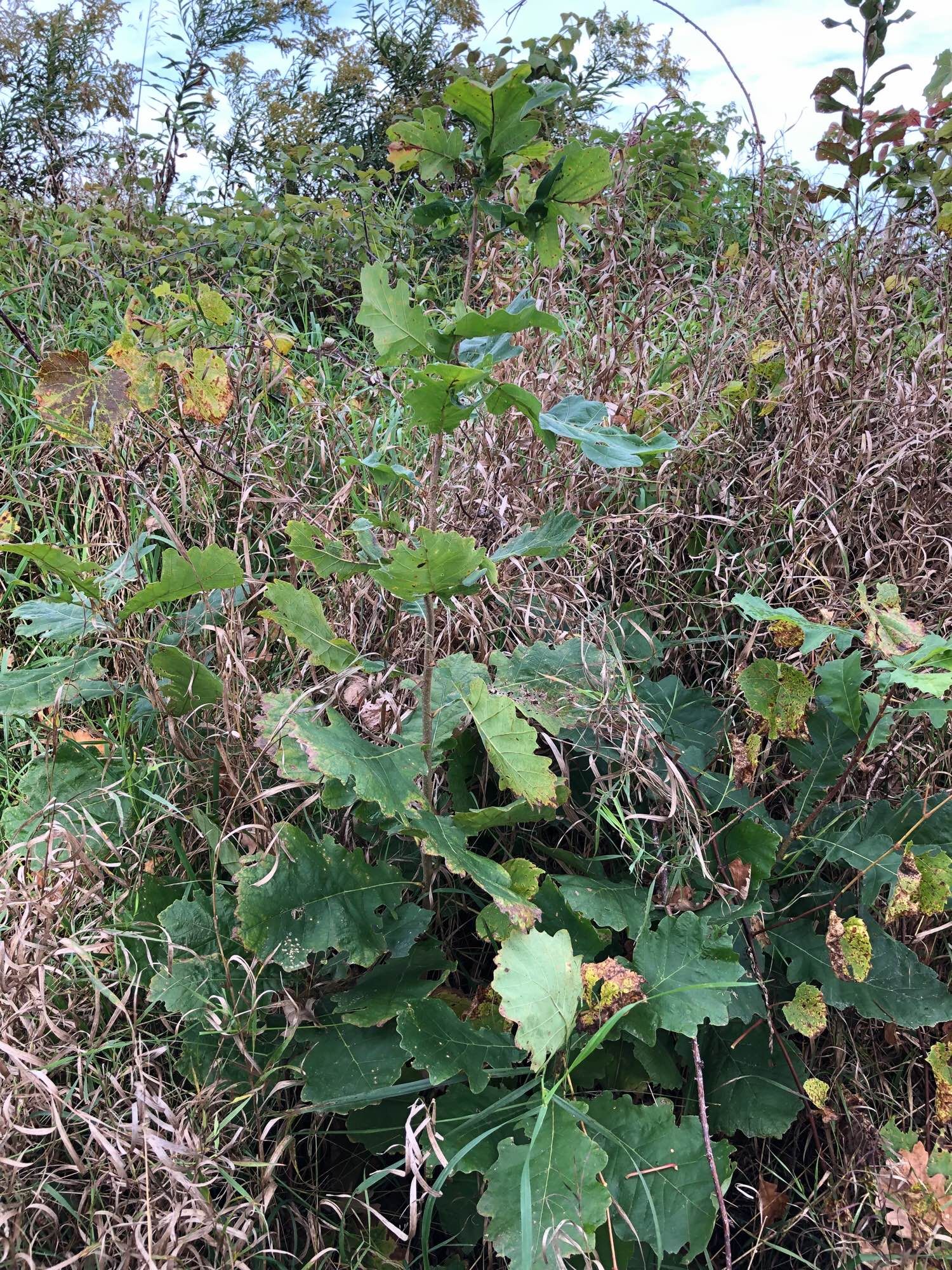 Larger Oak tree sapling at the edge of the road