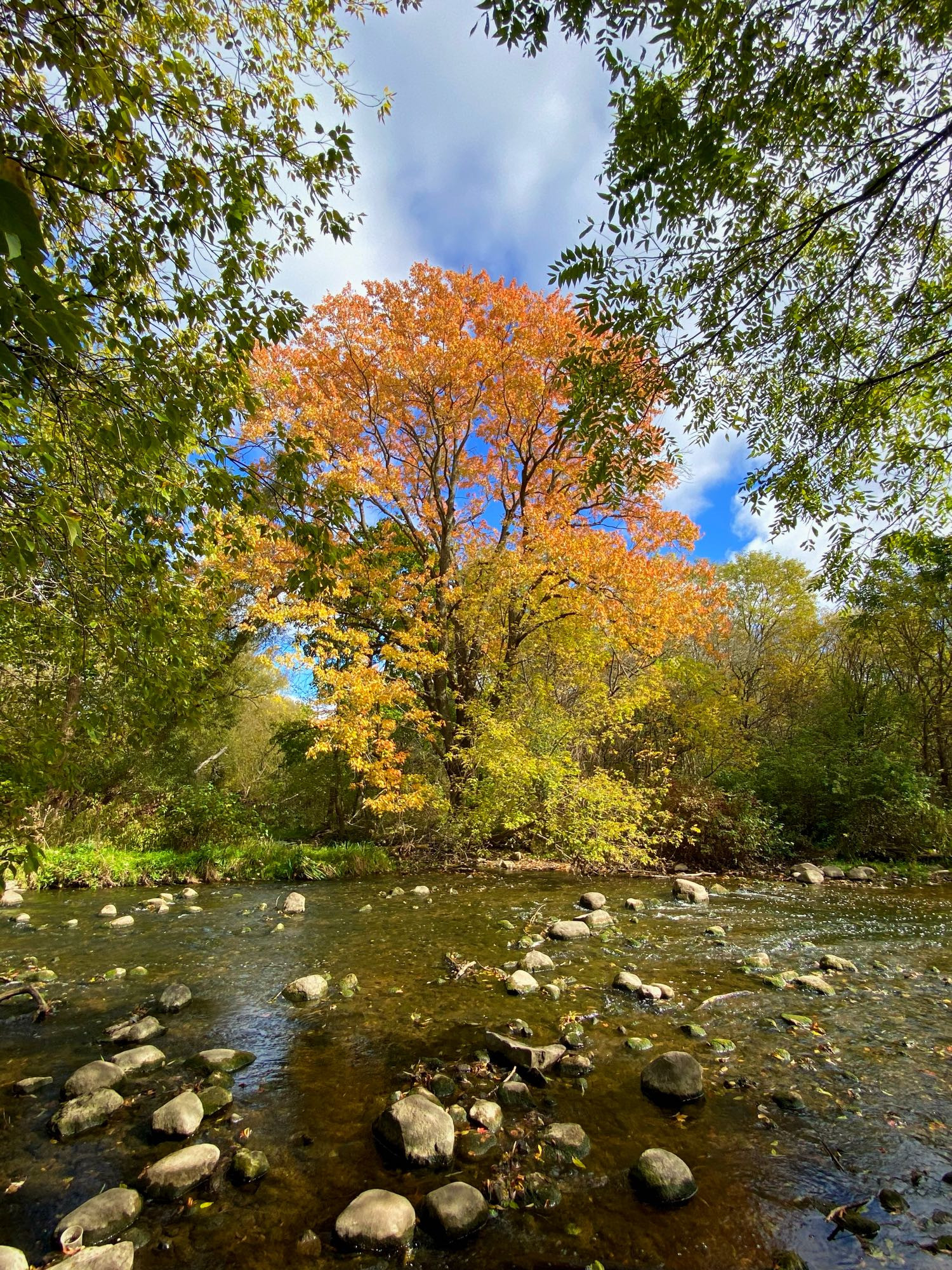 A tree with orange and yellow fall foliage in front of a river