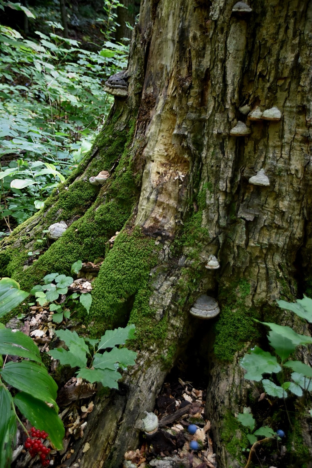 The base of a tree full of moss and fungi 