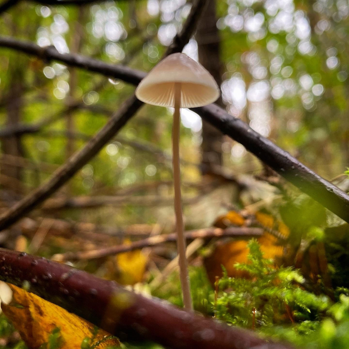 Thin mushroom photo from below