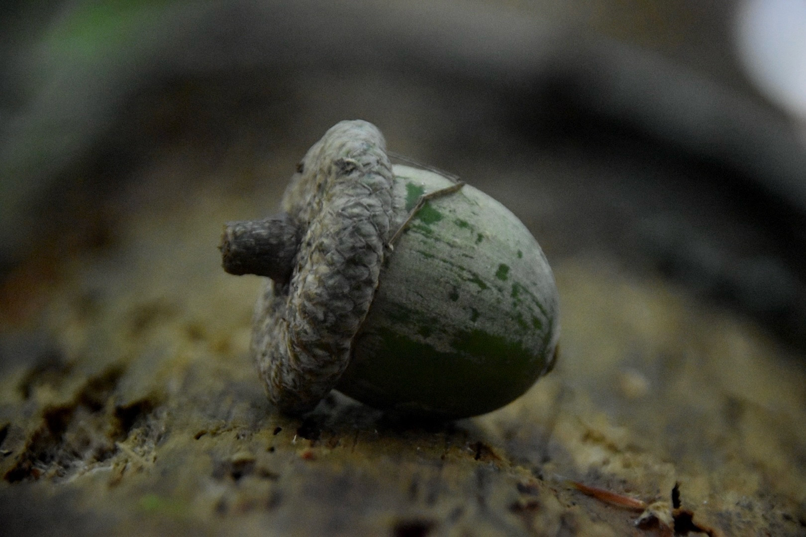 An acorn resting on a log