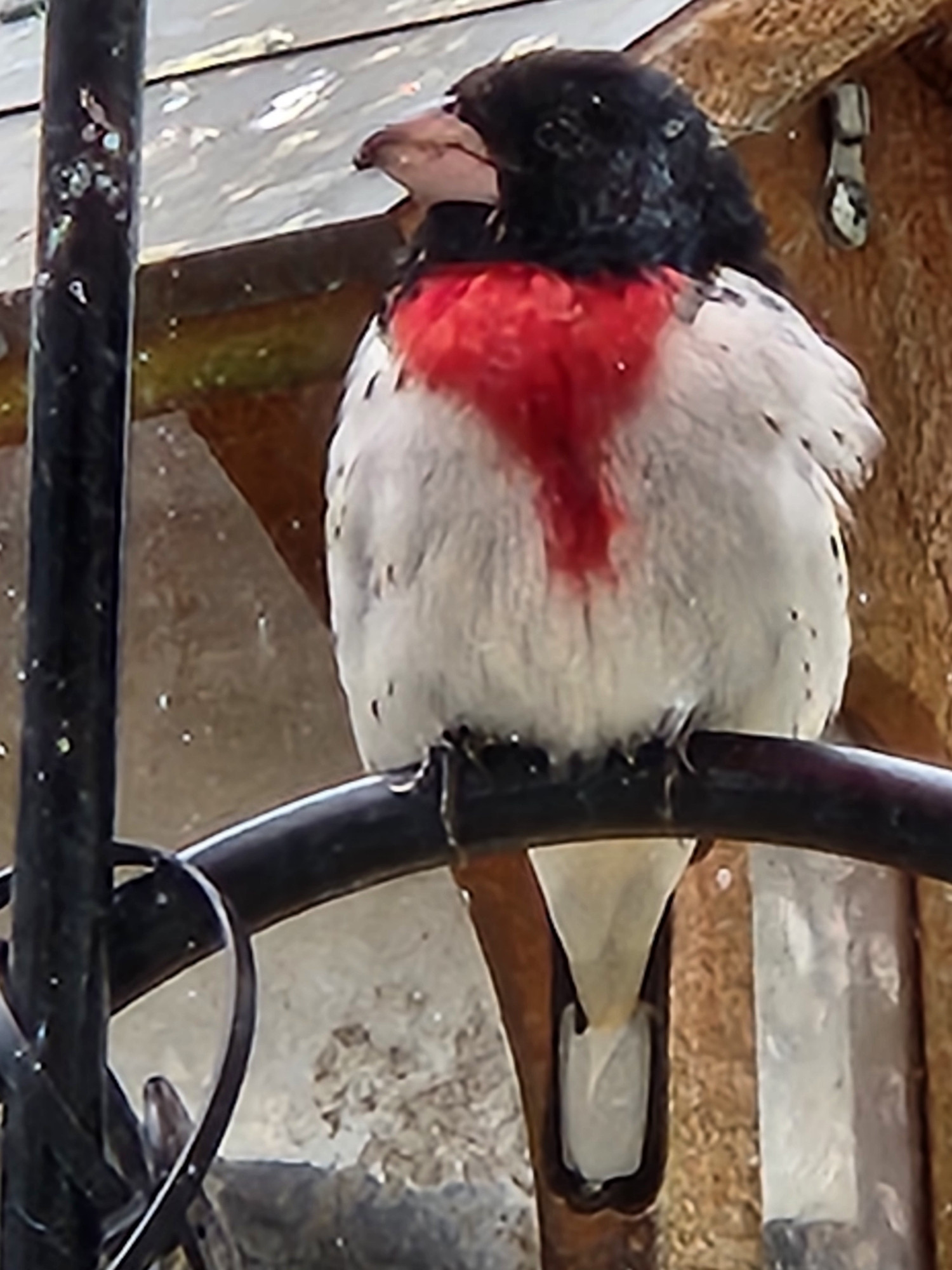 Rose breasted grosbeak- black and white bird with red chest