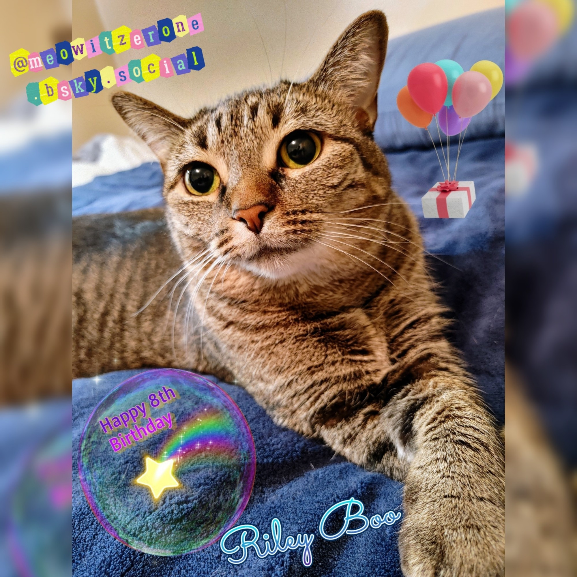 Riley Boo a tiger tabby lovingly looks at Meowmy front paws crossed sitting on a bed with blue covers. Happy 8th Birthday inside a bubble with a star and color trail and balloons hanging from a tiny present