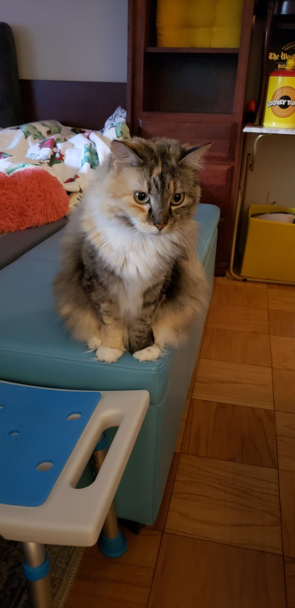 Torbie cat sitting & thinking on long, aqua furniture.