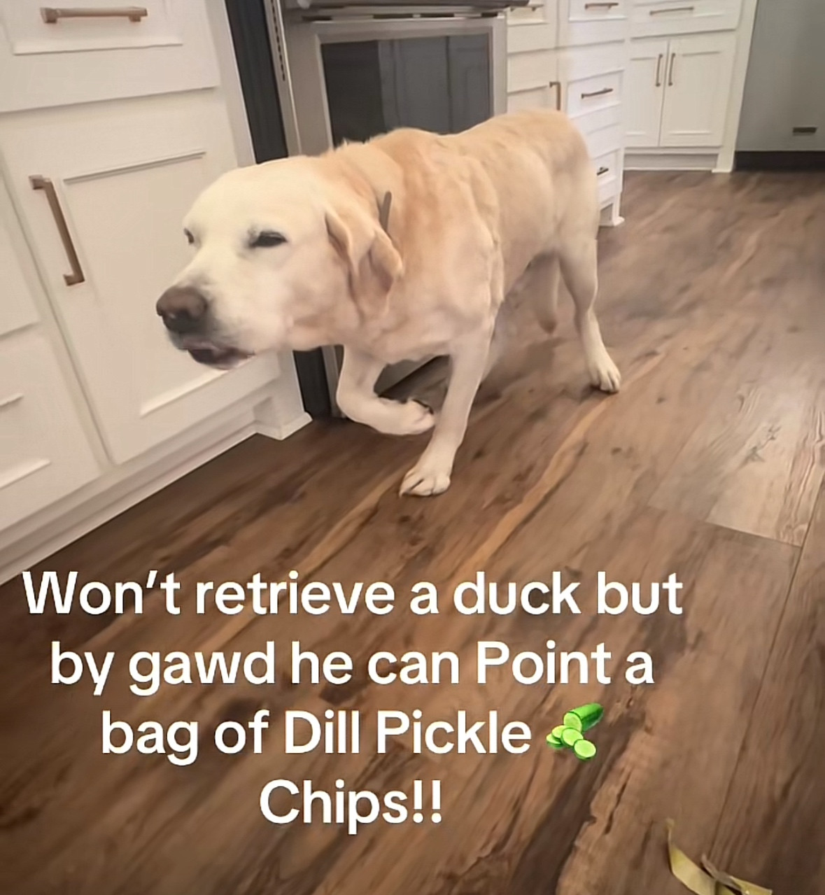 picture of a dog captioned "Won't retrieve a duck, but by gawd he Point a bag of Dill Pickle Chips!!"