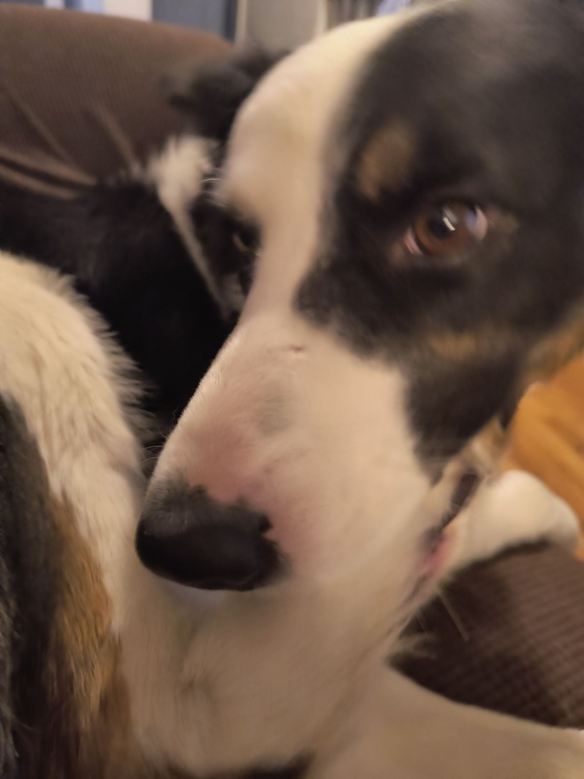 A brown, white, and black border collie chomping on his foot.