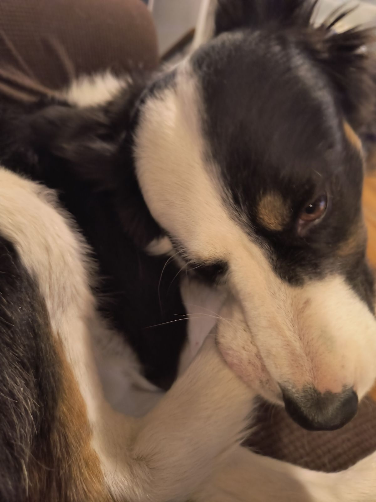 A brown, white, and black border collie chomping on his foot.