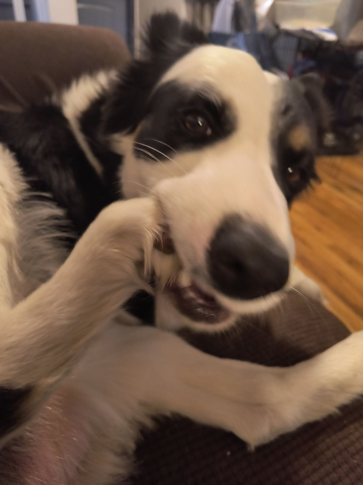 A brown, white, and black border collie chomping on his foot.