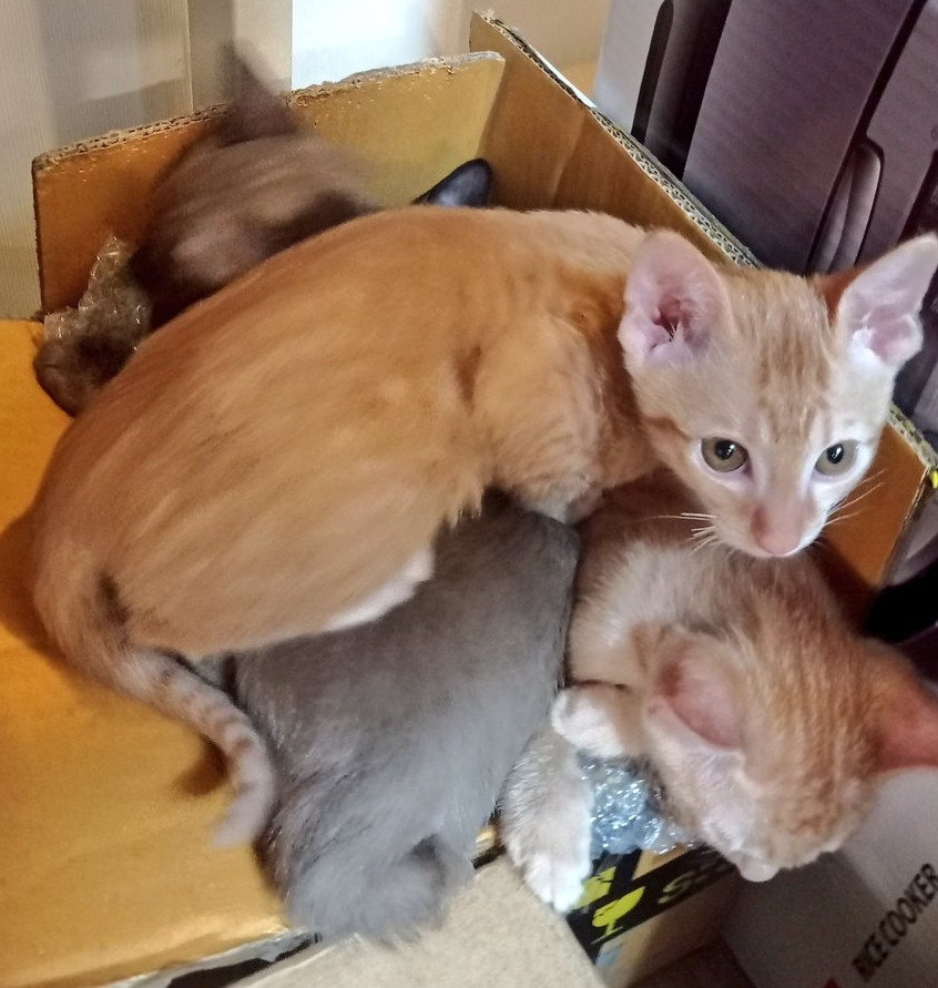 Rescue kittens resting in a cardboard box