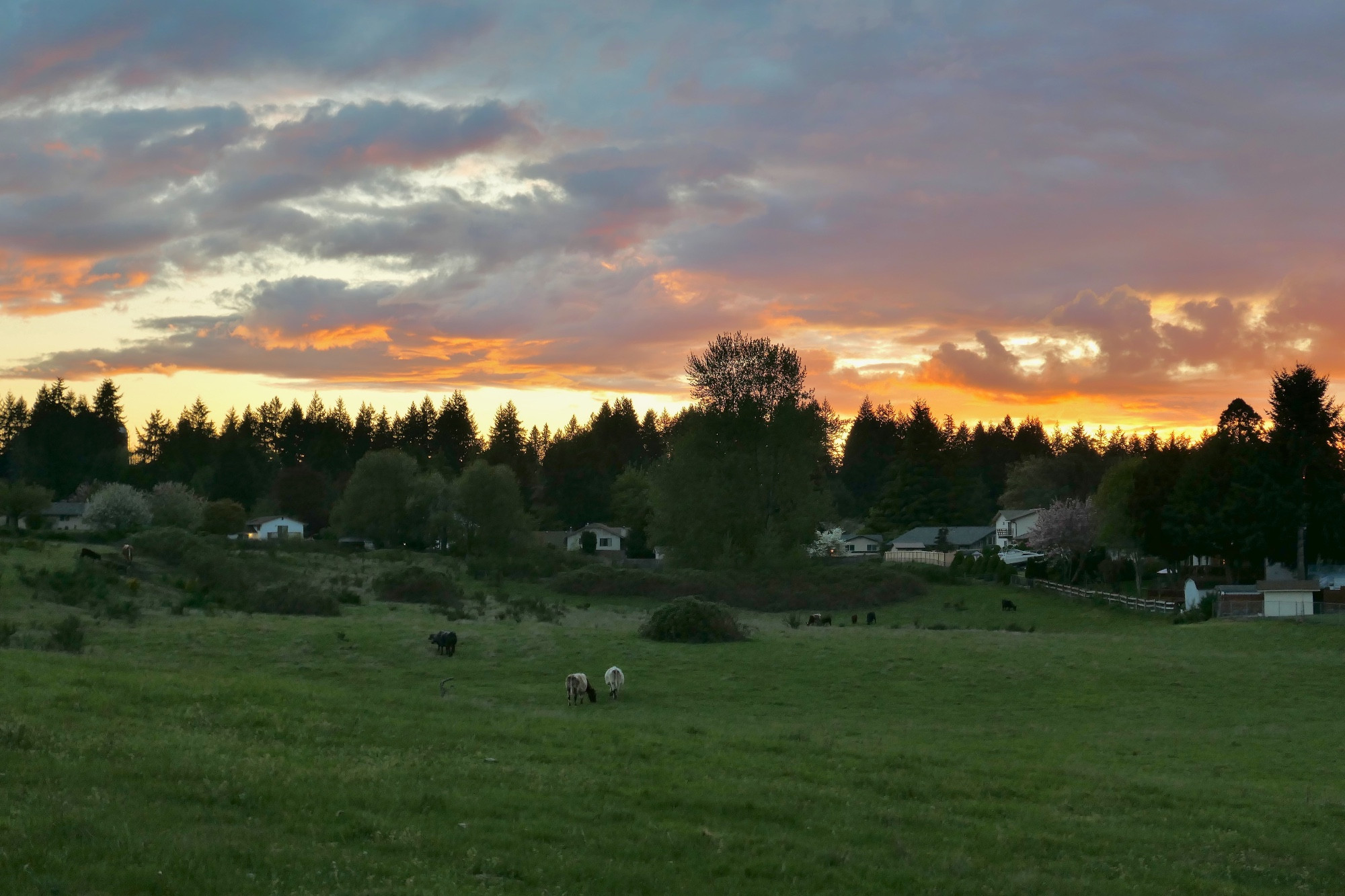 An orange spring sunsetover a distant row of early 1970s split level houses backed by a ridge covered with second-growth douglas fir and centered on a black cottonwood. The lower half of the pictire is a green pasture full of varicolored cattle.