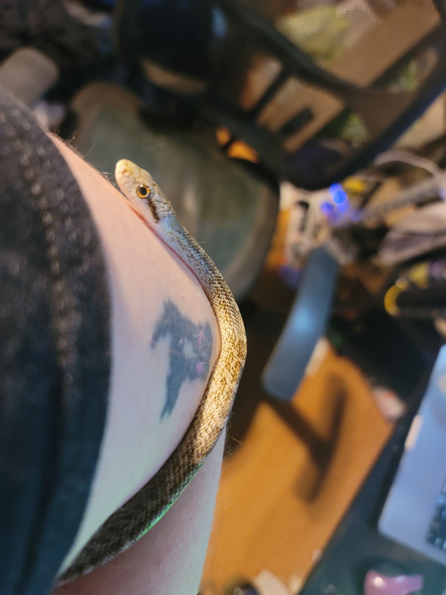 Photo of a baby Kunashir Island rat snake climbing up a tattooed pale man's arm.