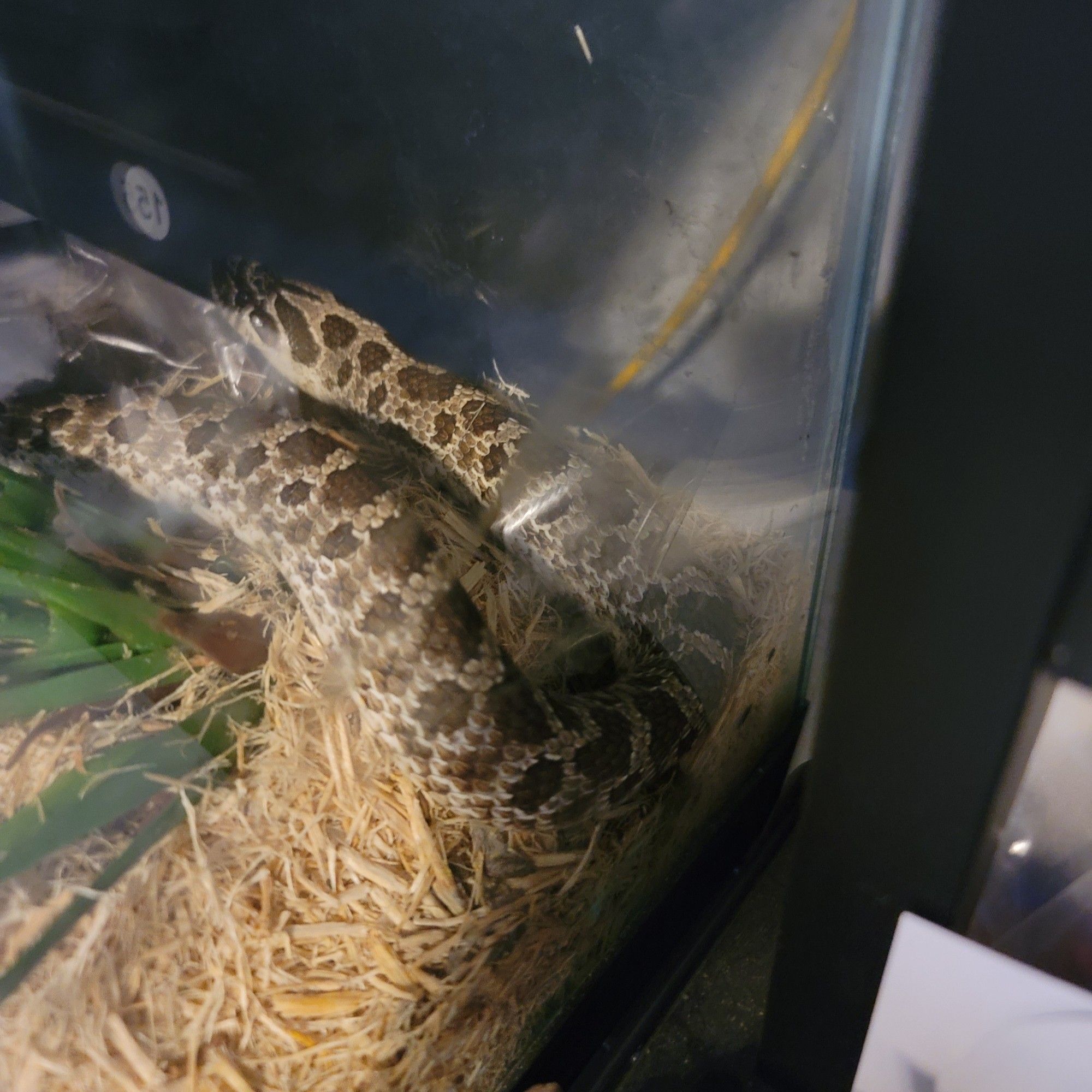 Photo of a wild phase Plains hognose snake sleepily noodling around in the corner of a glass terrarium.