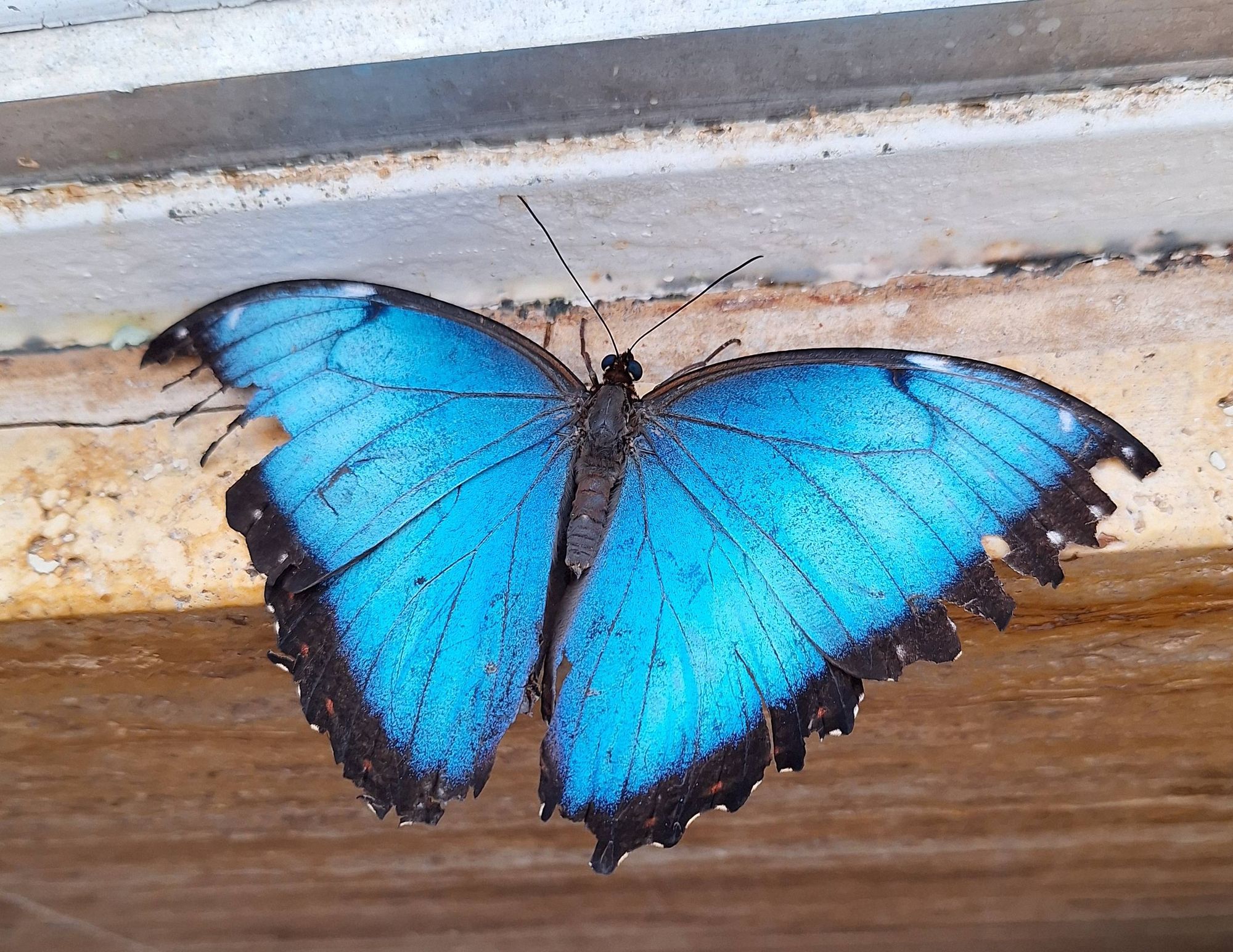 Ein großer, blauer Schmetterling, der auf einem Fenstersims sitzt und die Flügel ausgebreitet hat