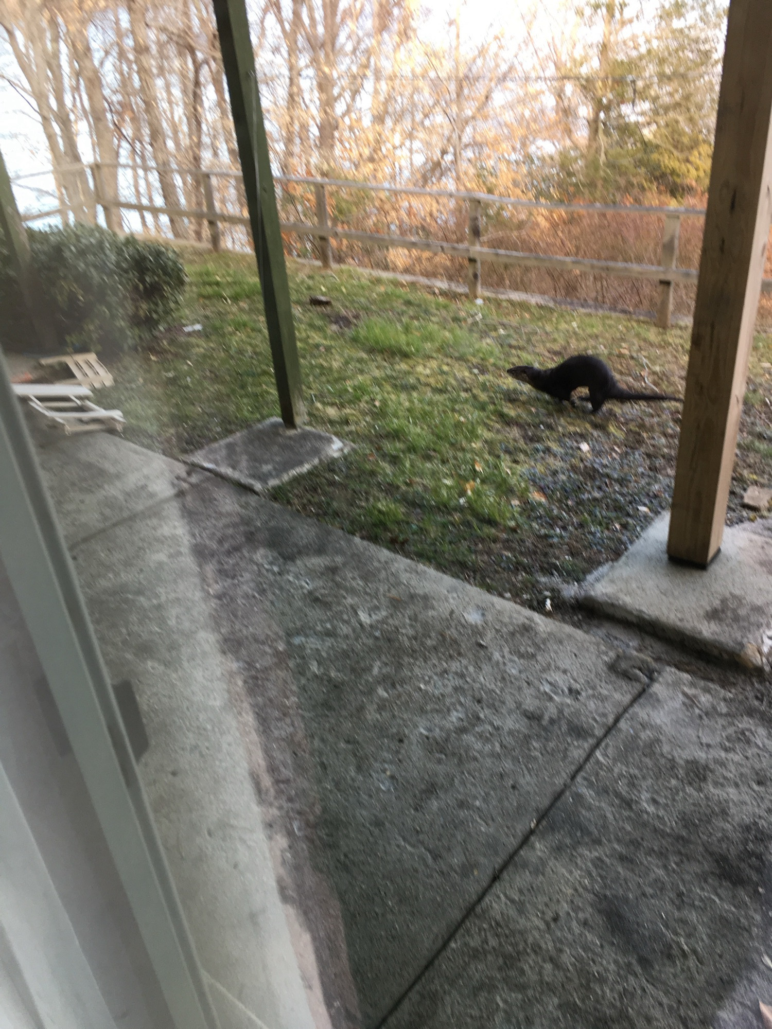 No big deal. Just an otter running across my yard.