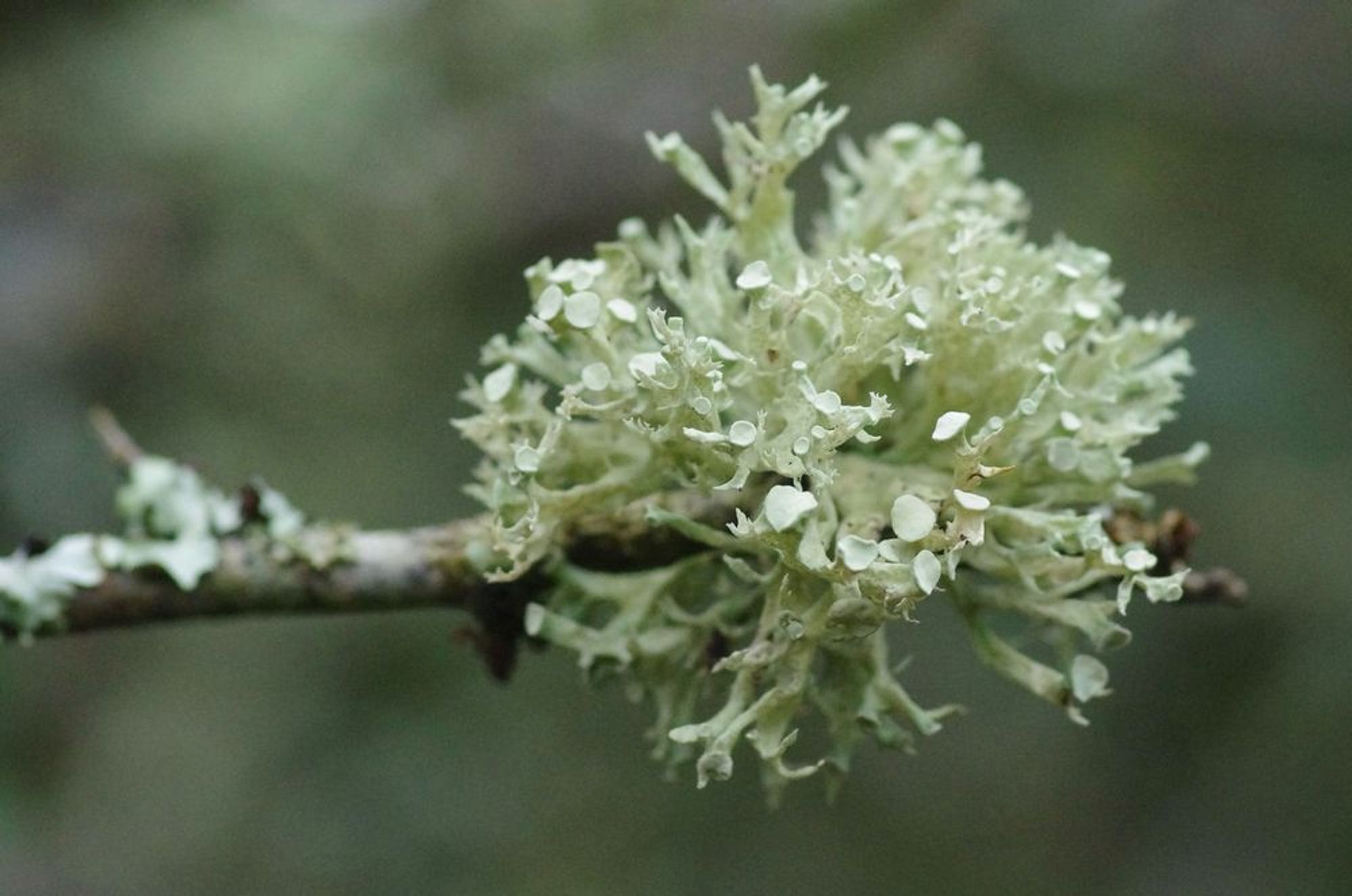 A pompom of lichen on the end of a twig.