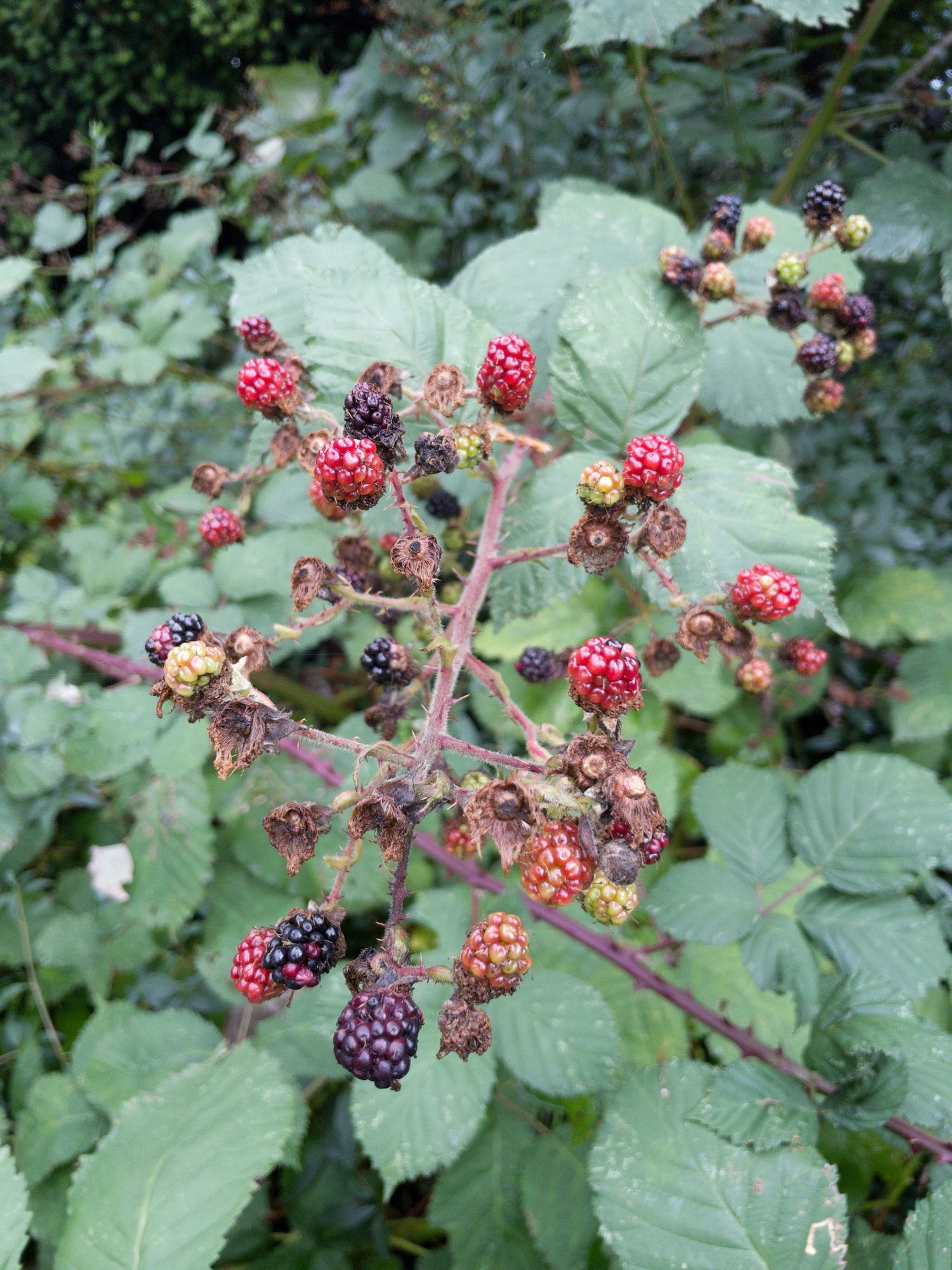 Blackberries