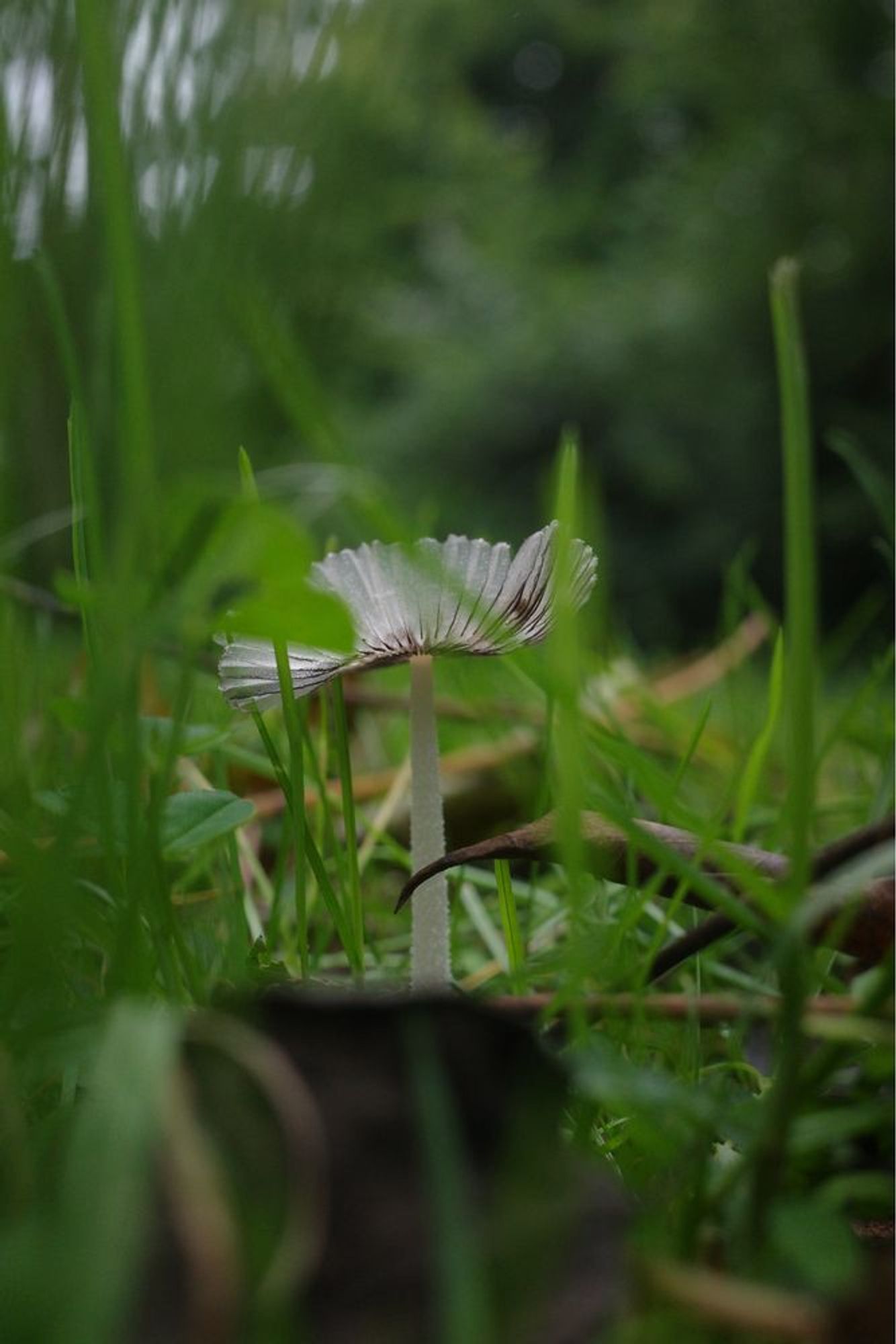 A little parasol mushroom in grass.