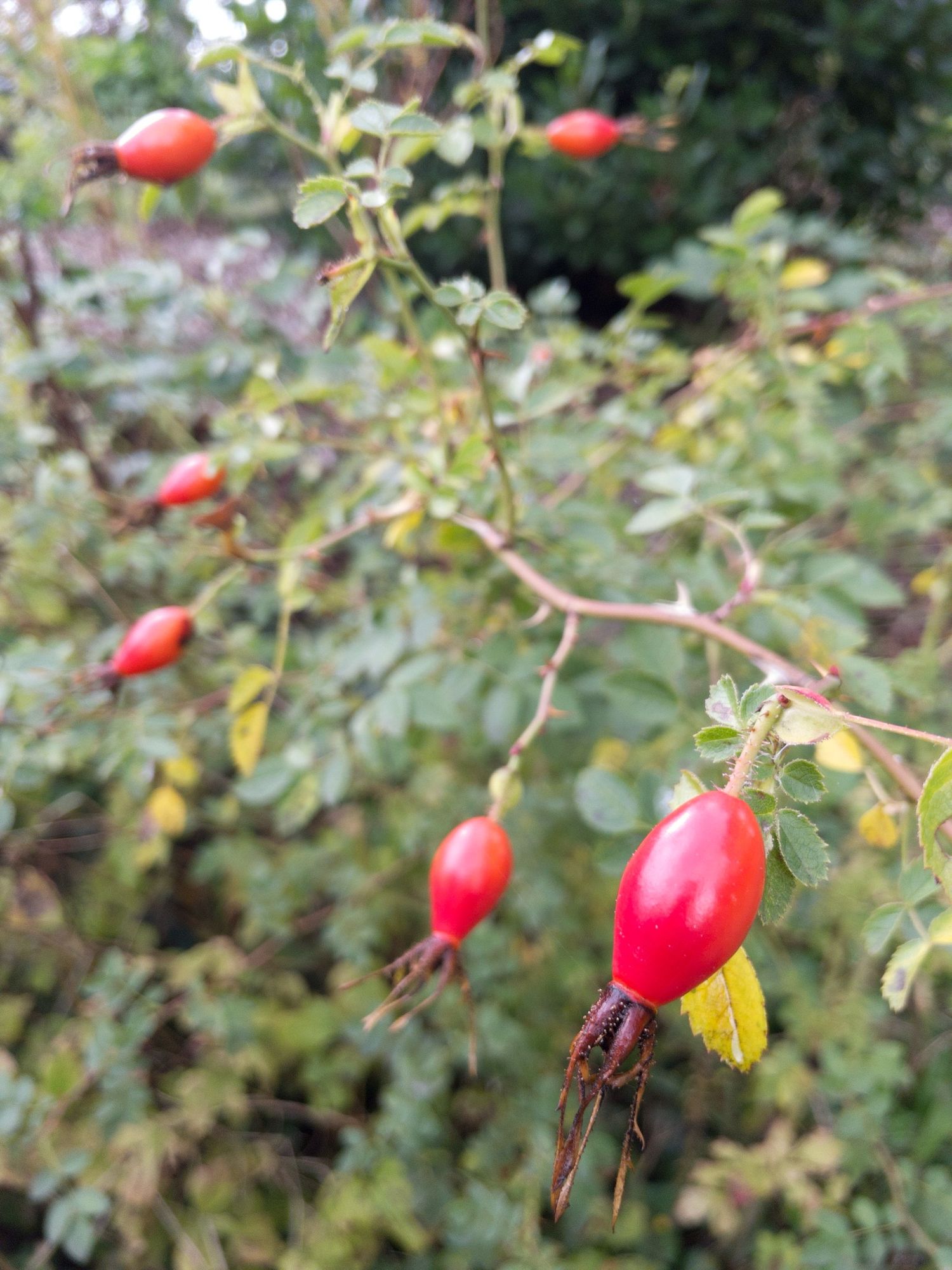 Rose hips