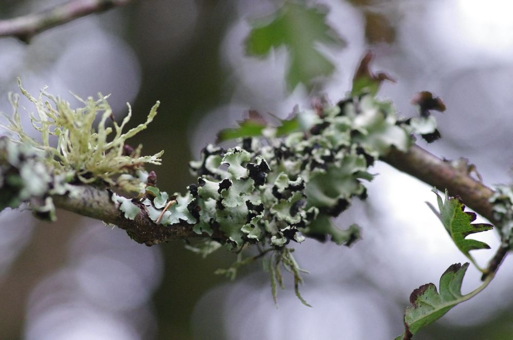 A couple of kinds of lichen on a hawthorn twig.