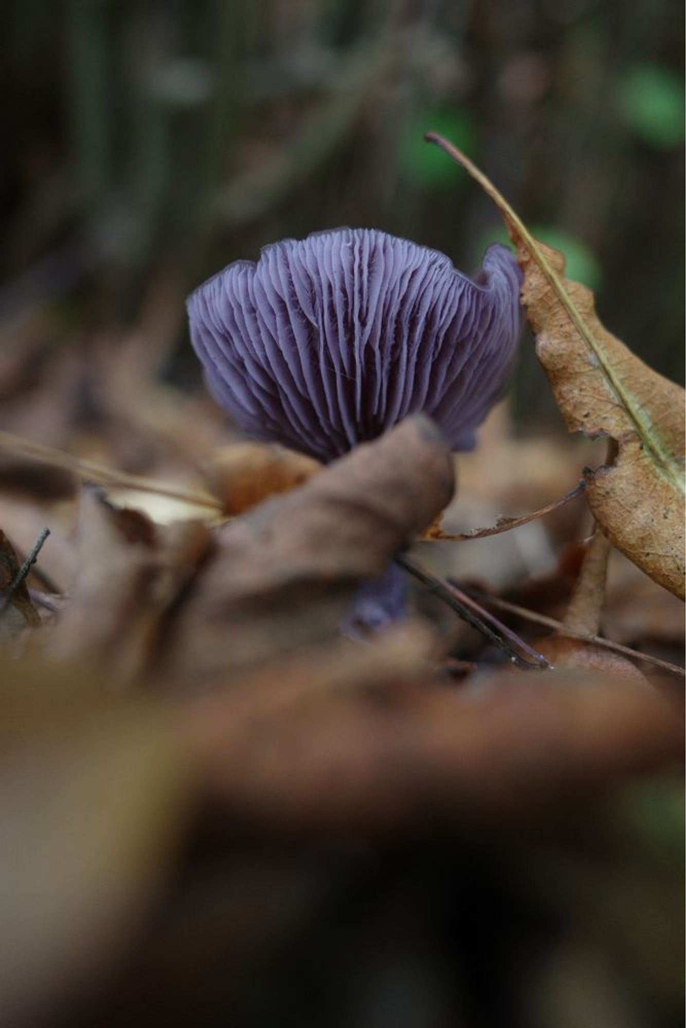 A purple mushroom among fallen leaves.